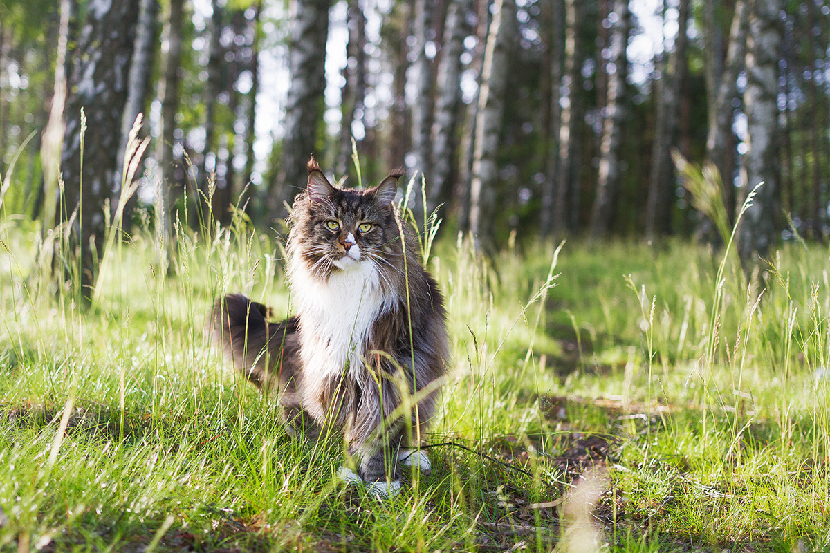 Sigma 18-35mm f/1.8 DC HSM sample photo. Pride photography