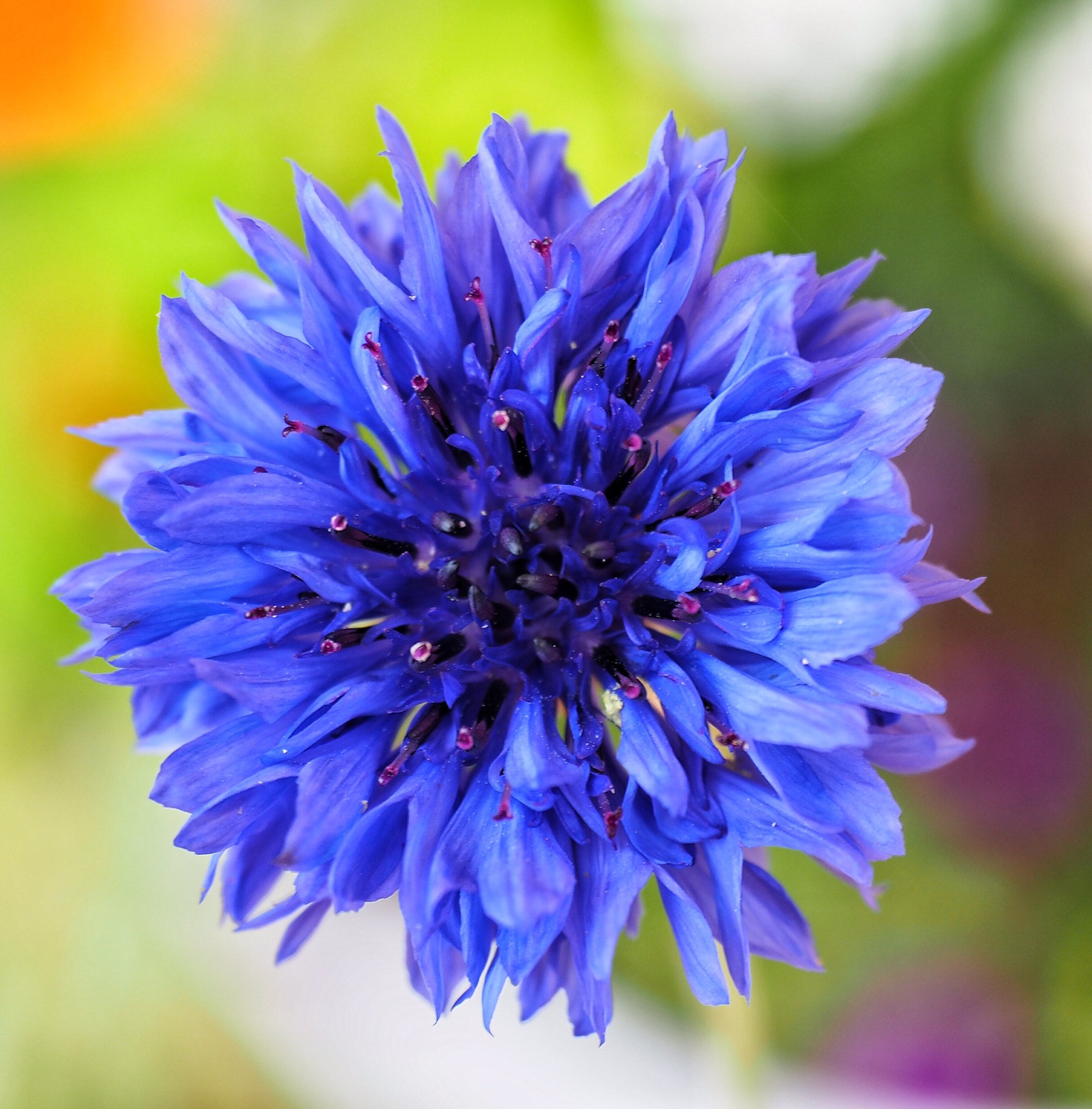 Olympus M.Zuiko Digital ED 12-40mm F2.8 Pro sample photo. Cornflower photography