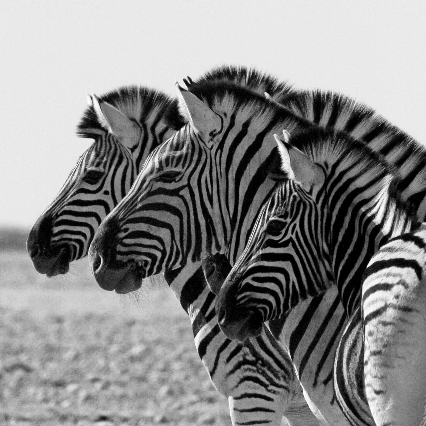 Nikon D2H sample photo. Zebra photography