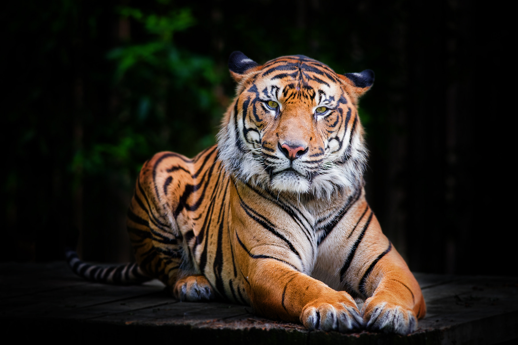 Nikon D610 + Nikon AF-S Nikkor 300mm F4D ED-IF sample photo. Tiger | zoo prague photography