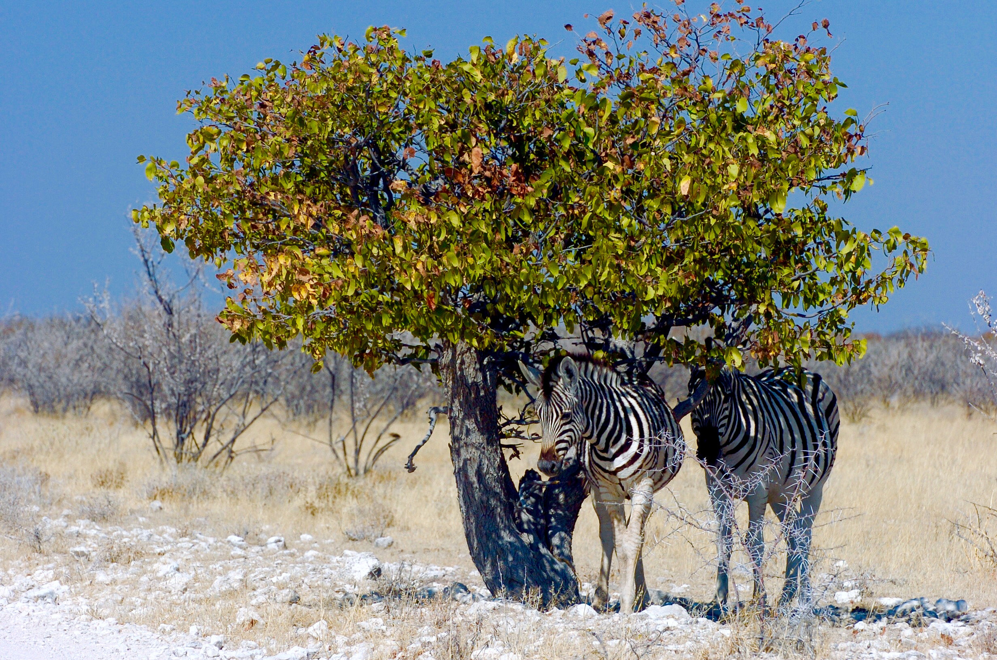 Nikon D2H sample photo. Zebra photography