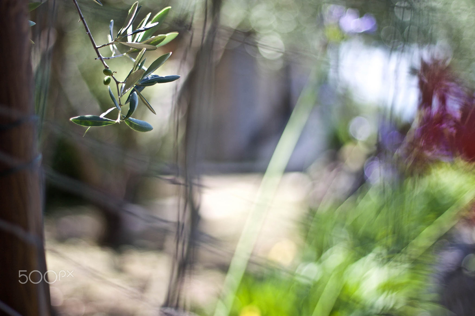 Canon EOS-1D Mark IV sample photo. Olive leaf photography