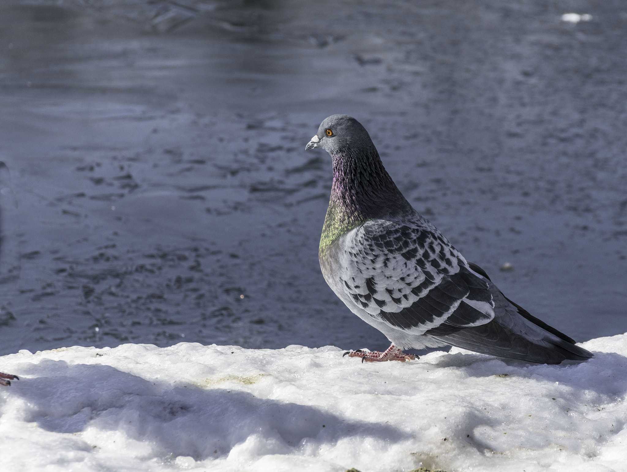 Nikon D500 sample photo. Homing pigeon photography