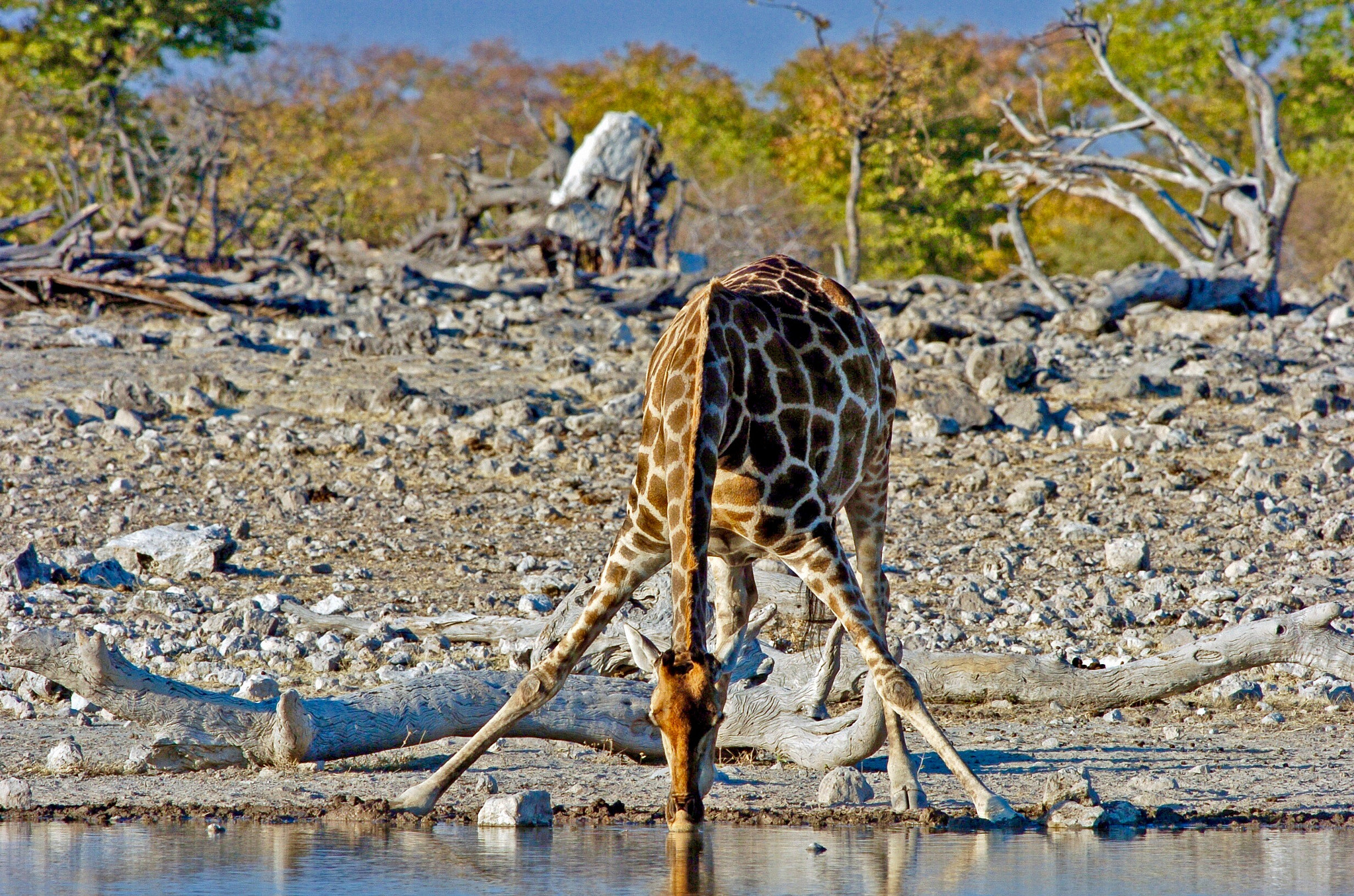 Nikon D2H sample photo. Giraffe drinking - etosha photography