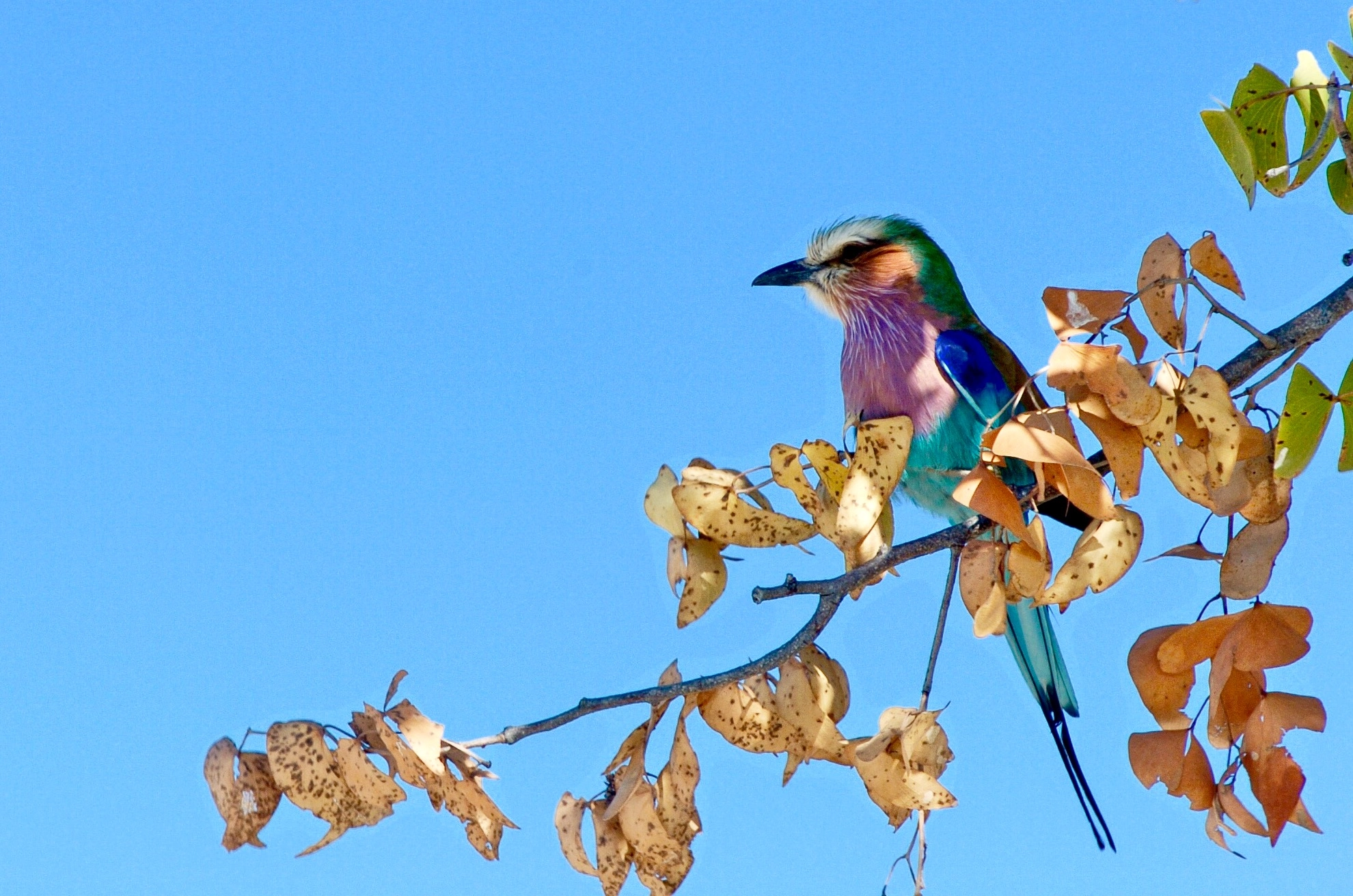 Nikon D2H sample photo. Lilac breasted roller - etosha photography