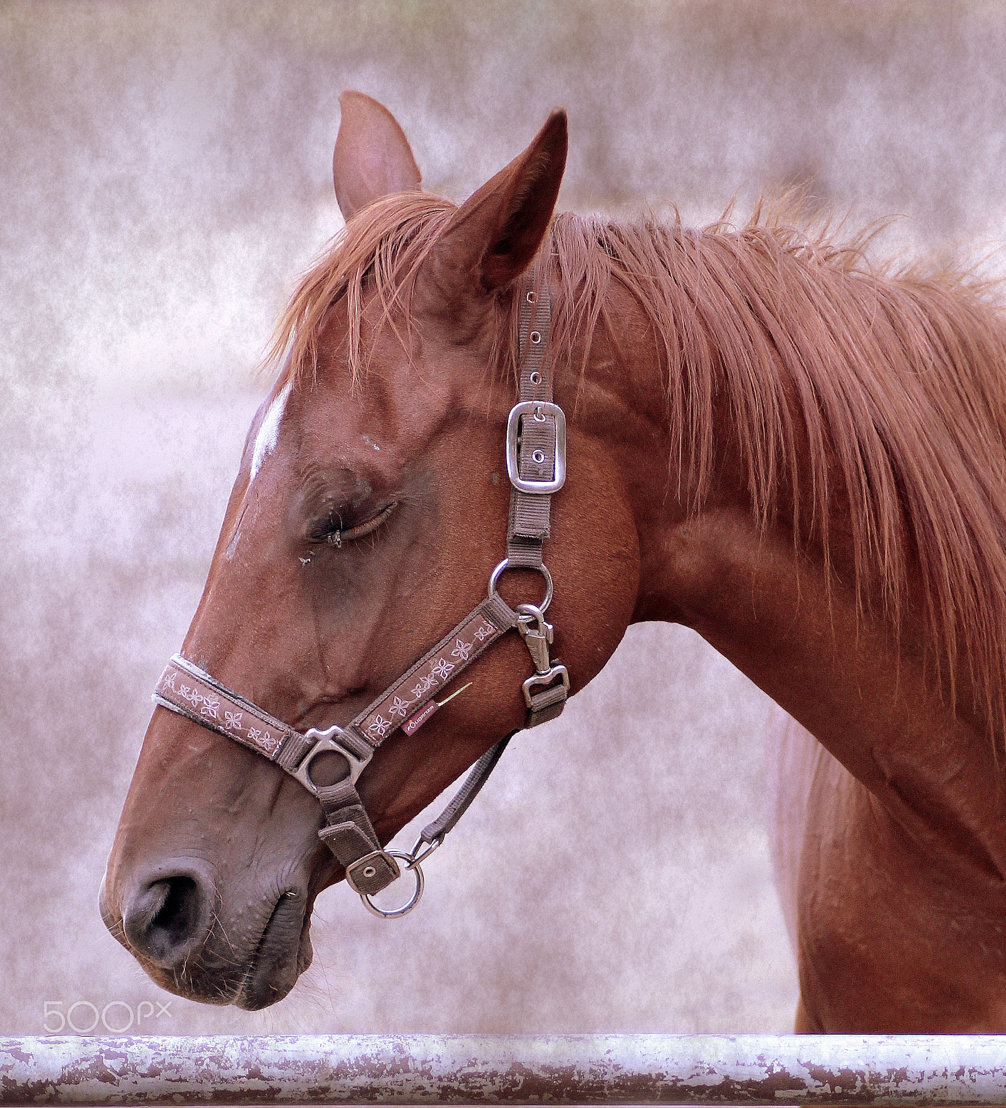 Canon EOS 60D + Tamron SP AF 90mm F2.8 Di Macro sample photo. Sleepy horse photography