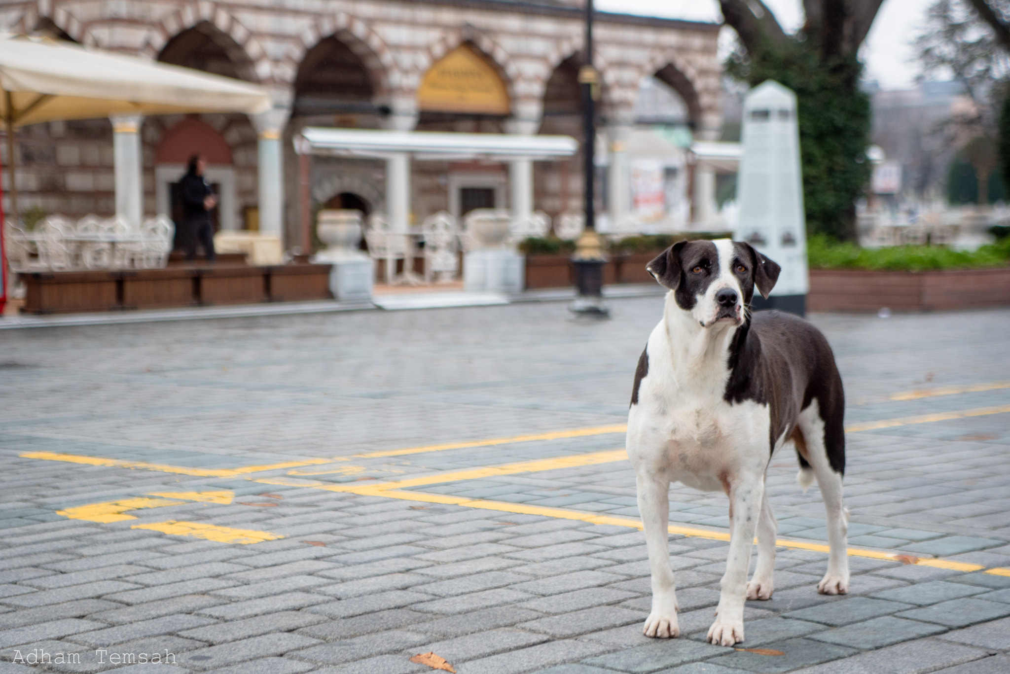 Nikon D750 + Sigma 24-70mm F2.8 EX DG Macro sample photo. Stray friend photography