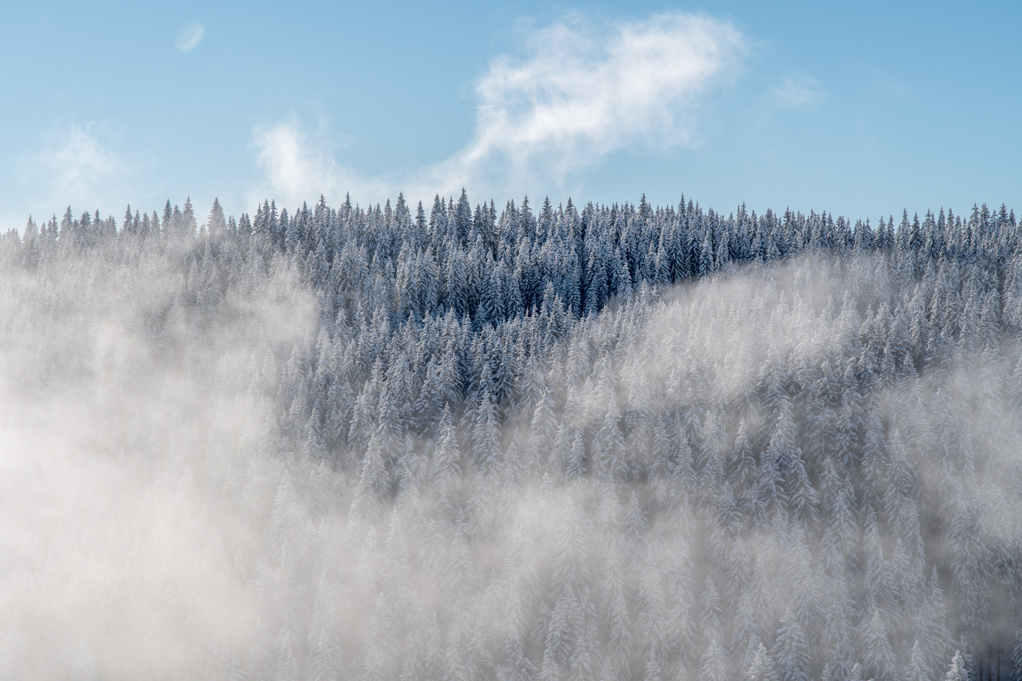 Nikon D500 sample photo. Foggy trees photography