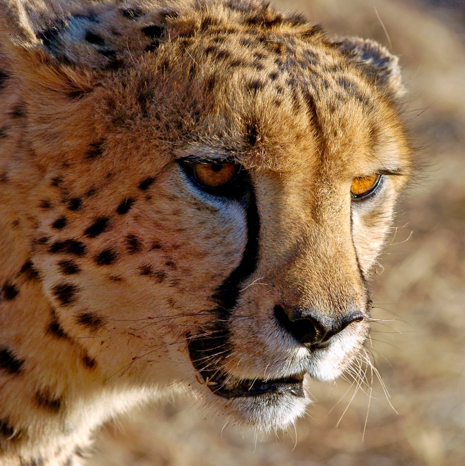 Nikon D2H sample photo. Cheetah - namibia photography