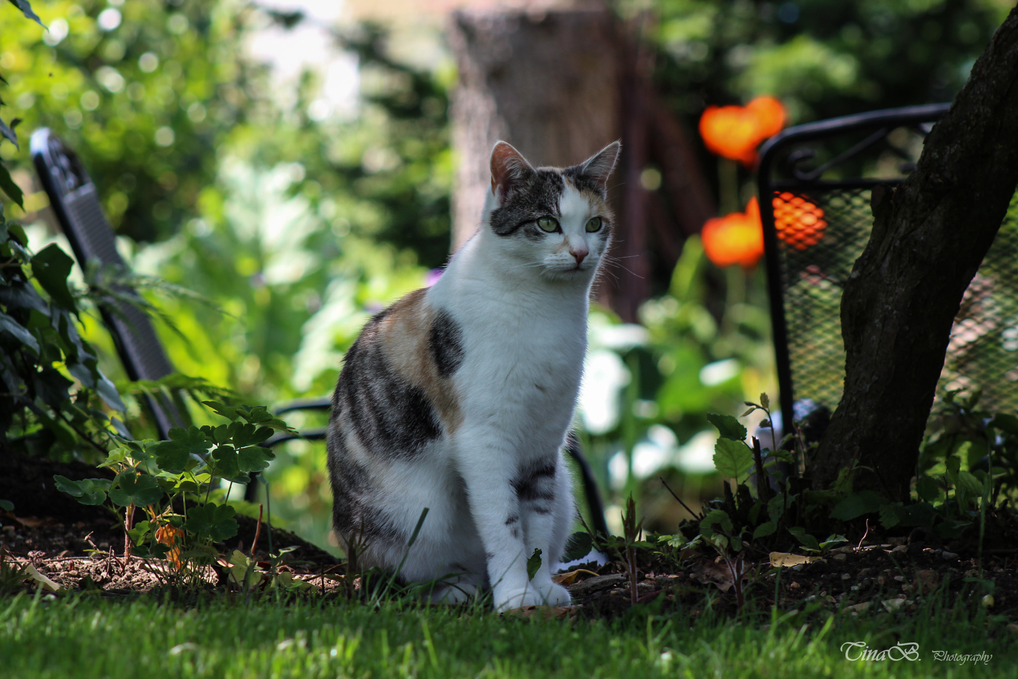 Canon EF 75-300mm f/4-5.6 USM sample photo. Sweety photography