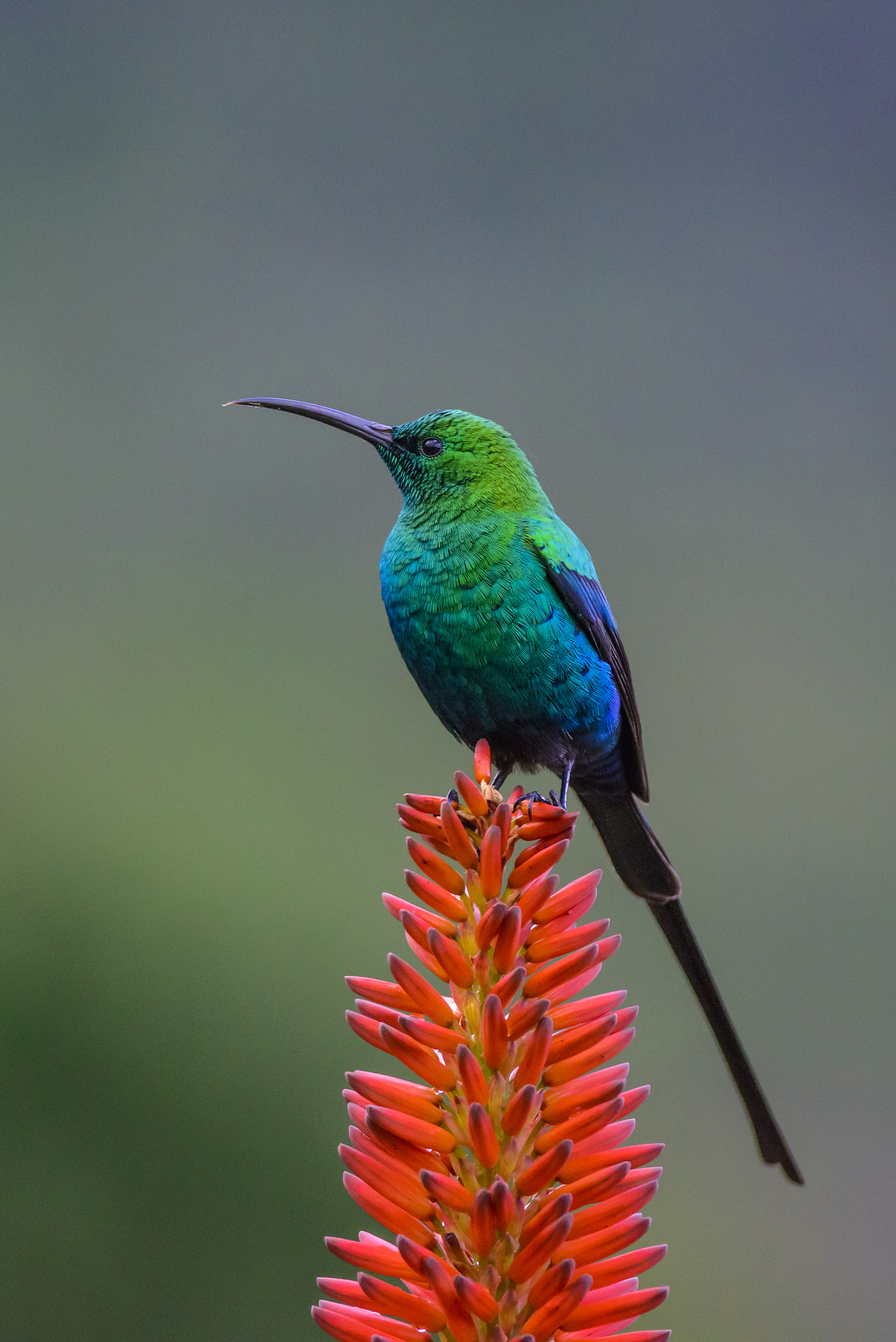 Nikon D800 + Nikon AF-S Nikkor 300mm F4D ED-IF sample photo. Malachite sunbird photography