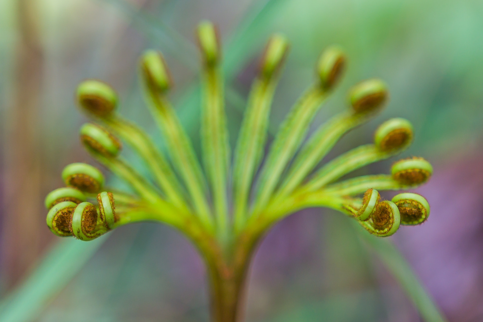 Sigma 18-35mm f/1.8 DC HSM sample photo. "fern leaf" photography