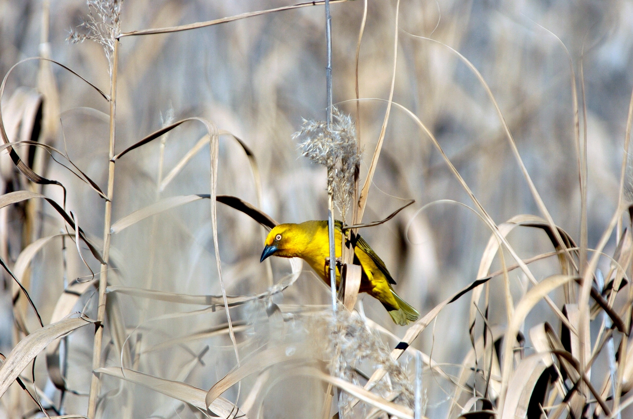 Nikon D2H sample photo. Cape weaver - south africa photography