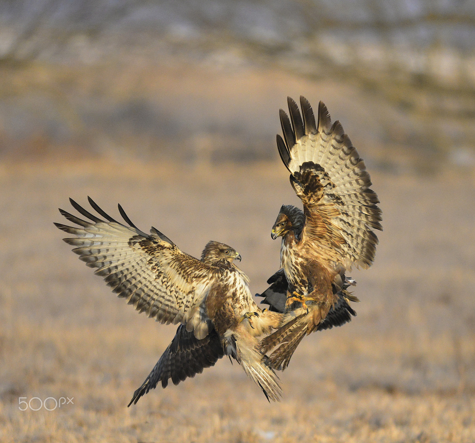 Nikon AF-S Nikkor 300mm F4D ED-IF sample photo. Air battle photography