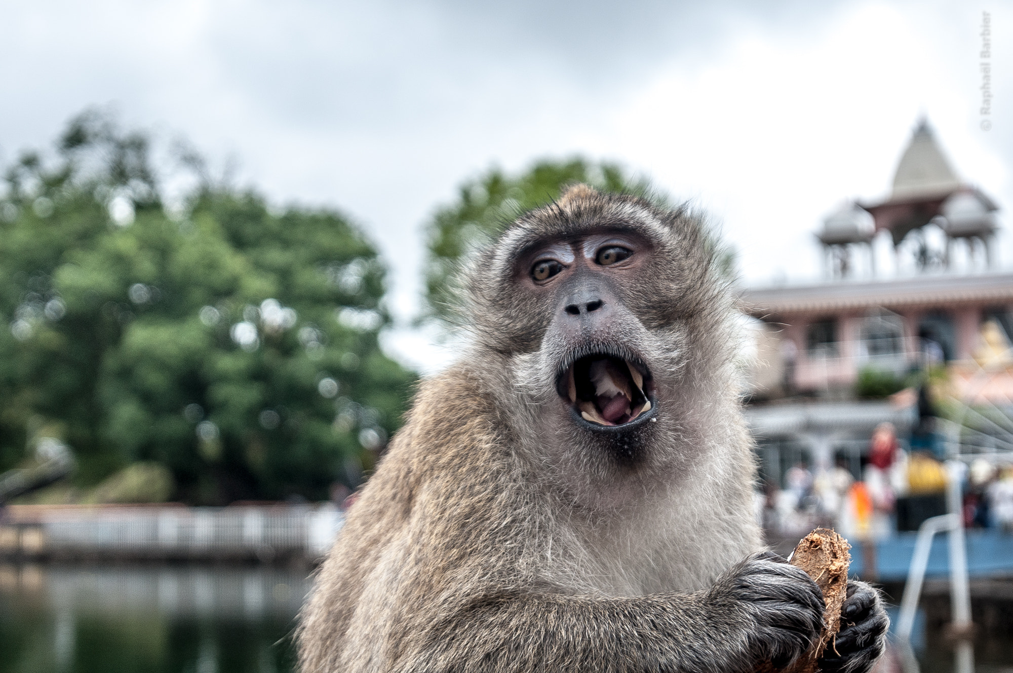 Nikon D300 sample photo. Monkey in mauritius photography