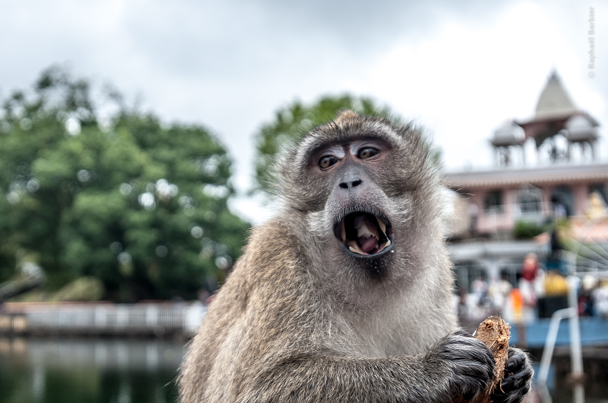 Sigma 17-35mm F2.8-4 EX DG  Aspherical HSM sample photo. Monkey in mauritius photography