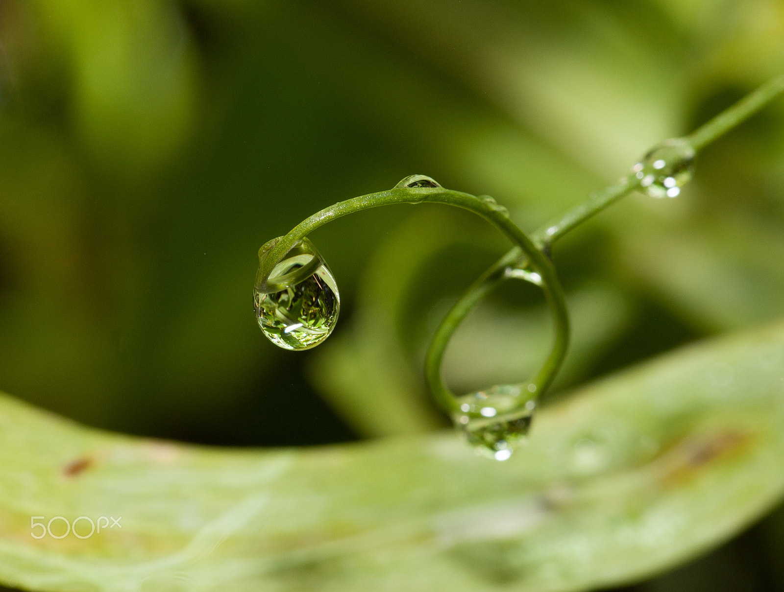 Canon EOS-1D Mark III sample photo. Captured rain drop photography