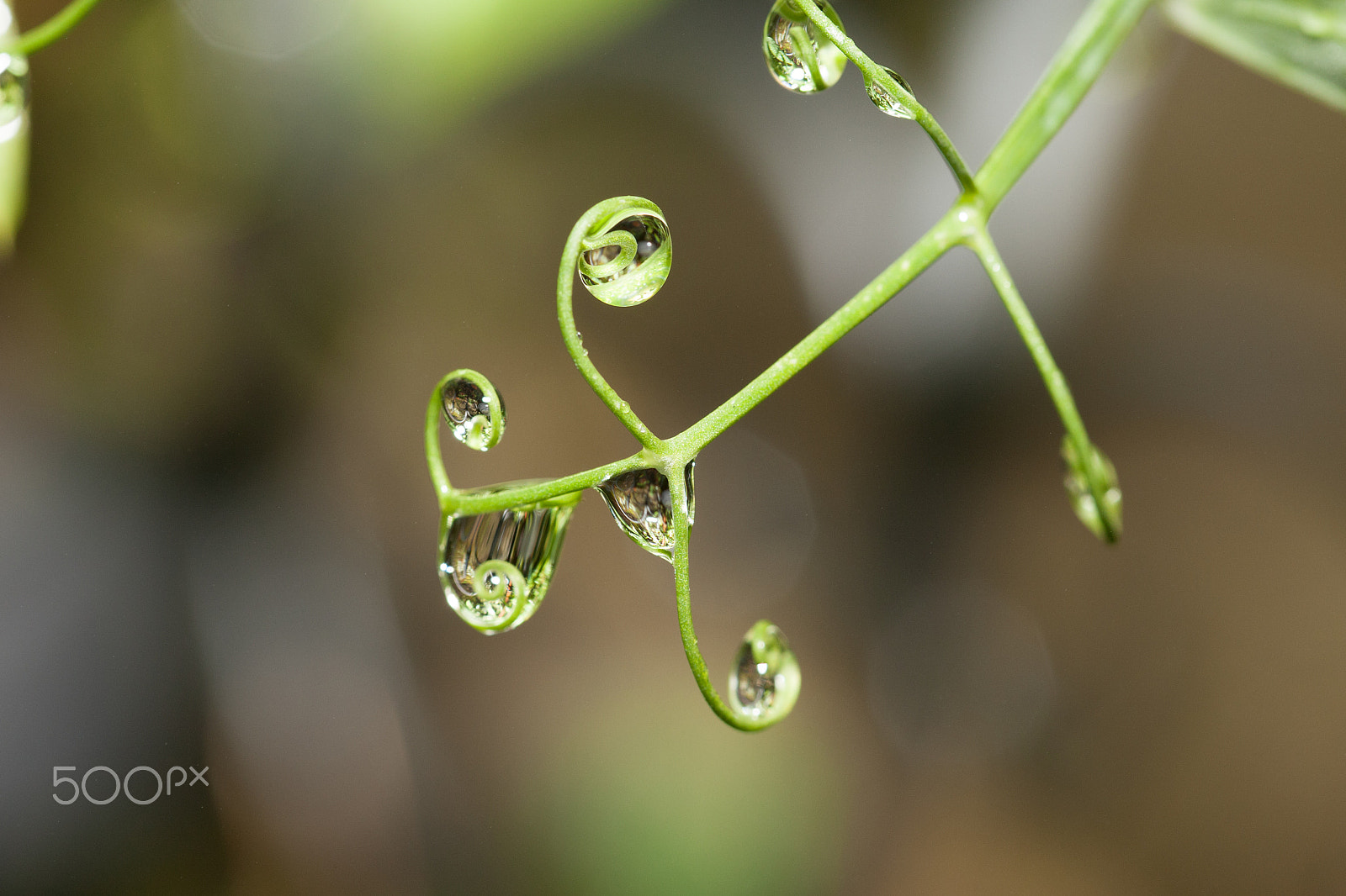 Canon EOS-1D Mark III sample photo. Collection photography