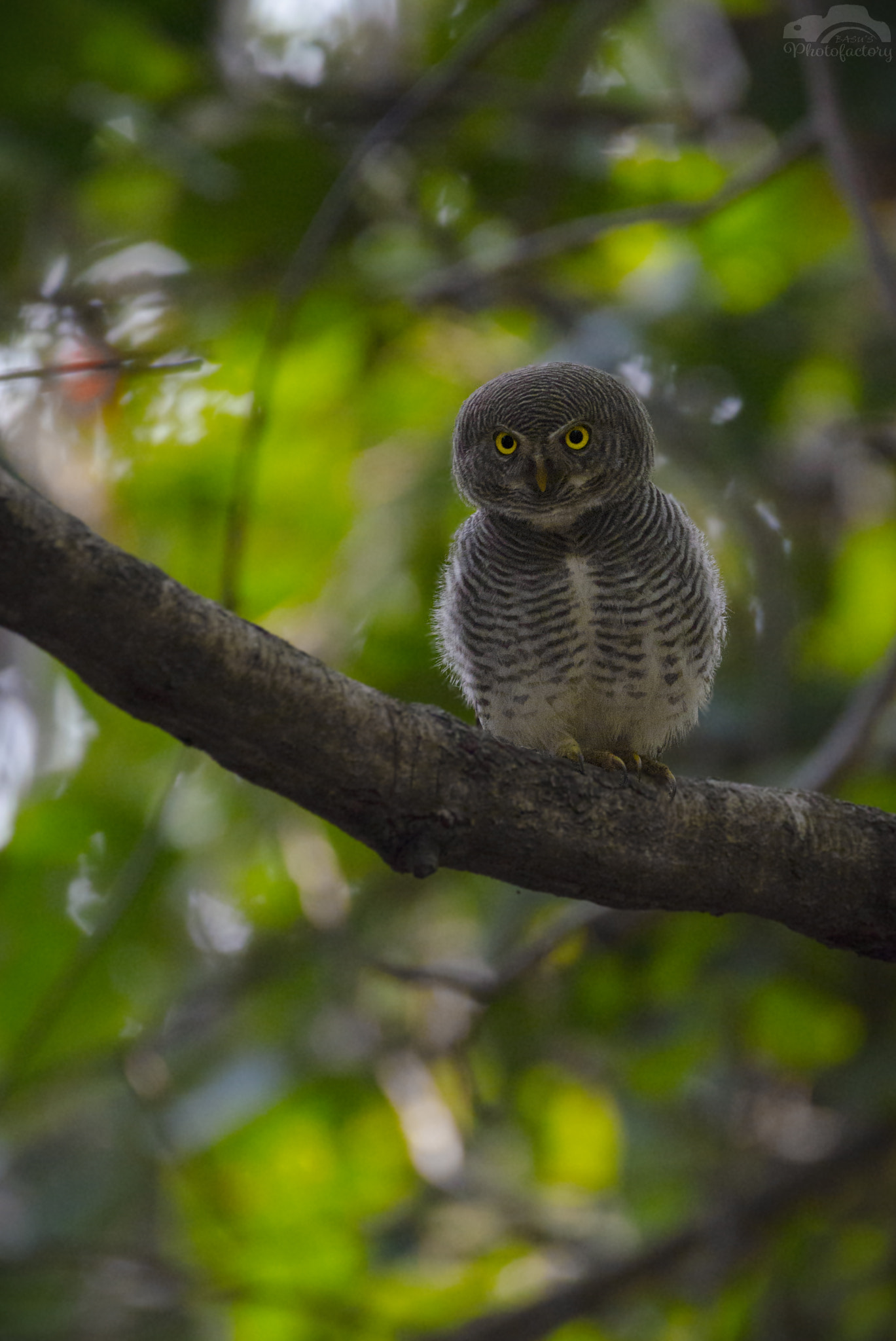 Sigma 150-600mm F5-6.3 DG OS HSM | C sample photo. You papparazi still taking my photos is it!! - jungle owlet photography