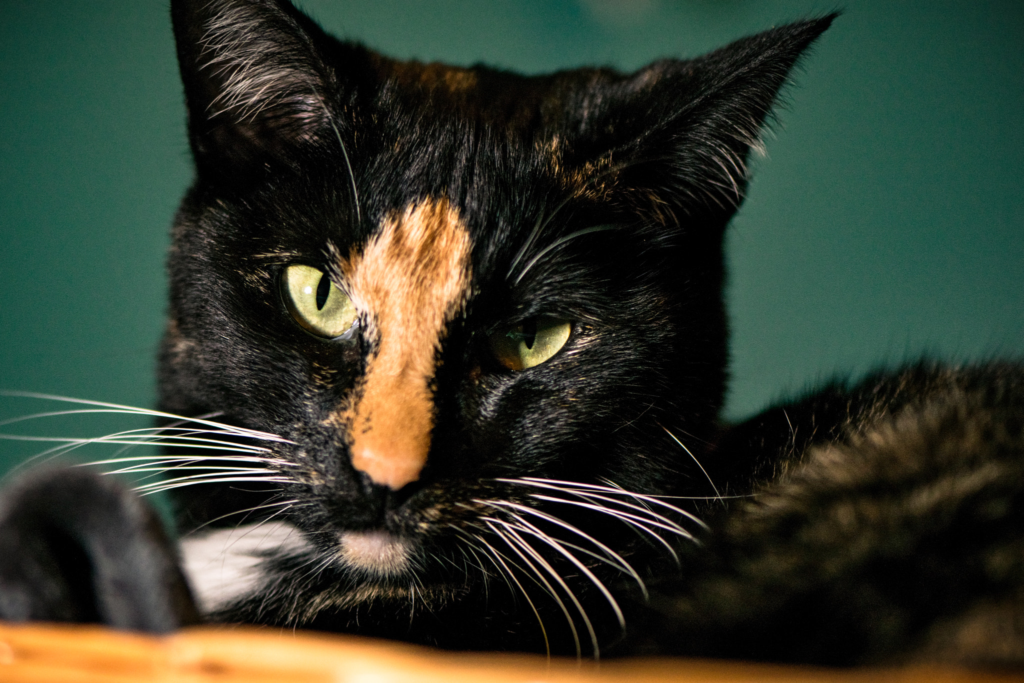 Nikon AF-S Micro-Nikkor 105mm F2.8G IF-ED VR sample photo. Cat photography