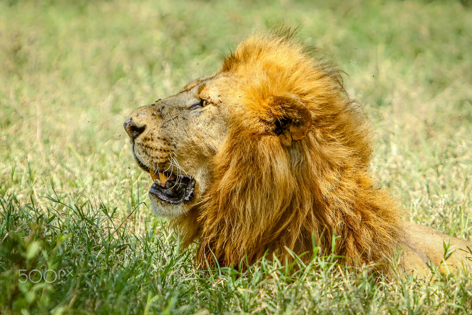Canon EOS 50D sample photo. Lion (male) - (panthera leo) photography
