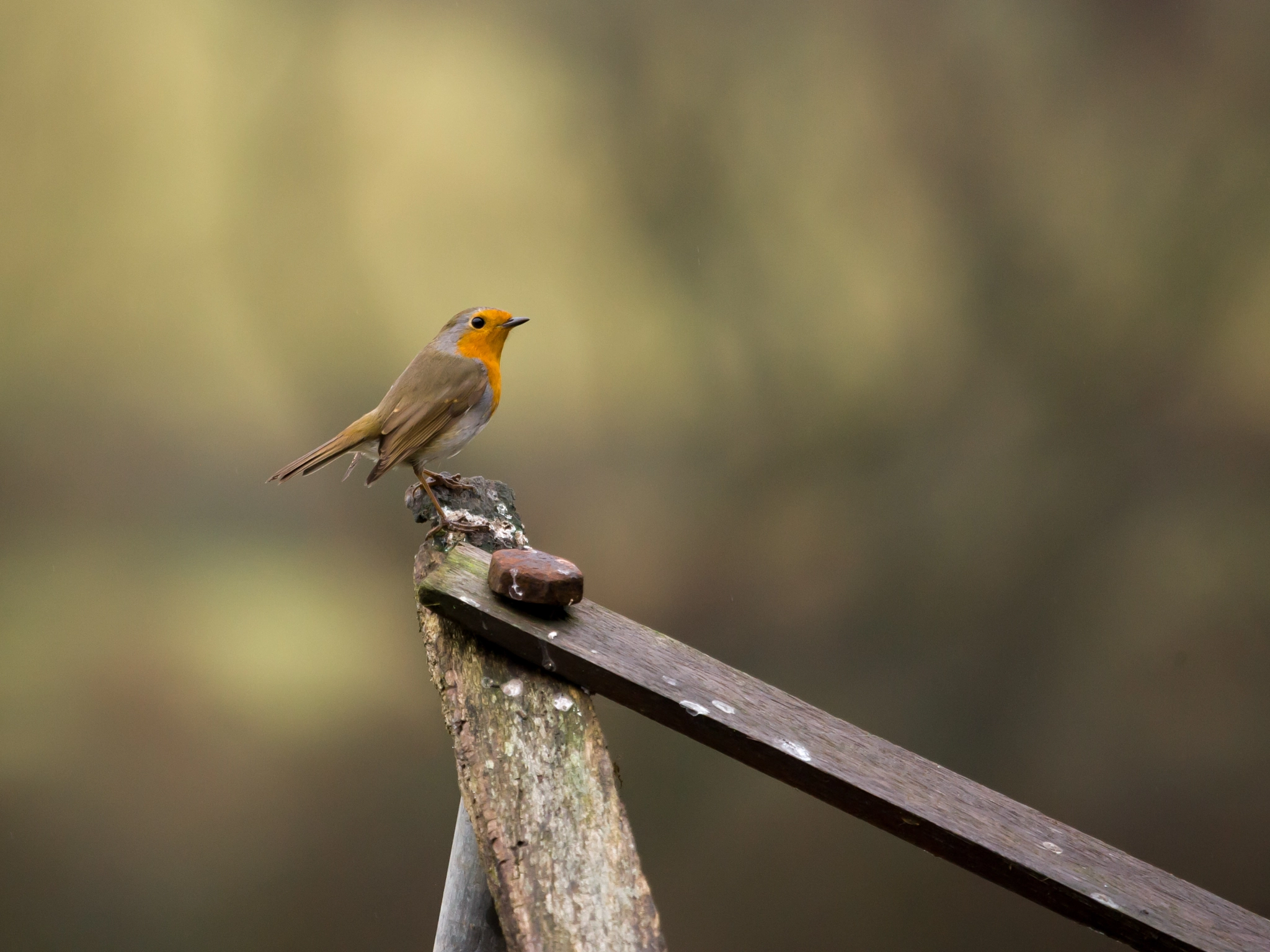 Canon EOS-1D Mark III sample photo. ... photography
