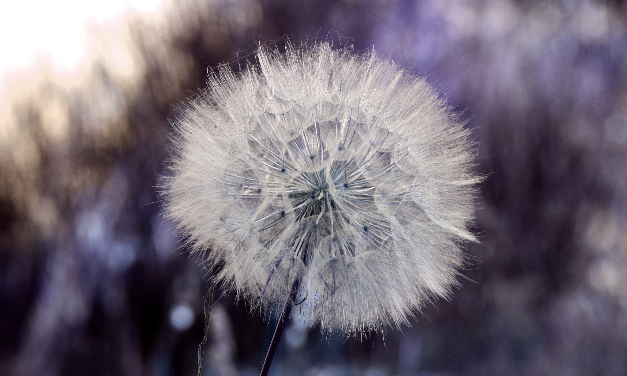 Canon EF 55-200mm F4.5-5.6 II USM sample photo. Flower snow photography