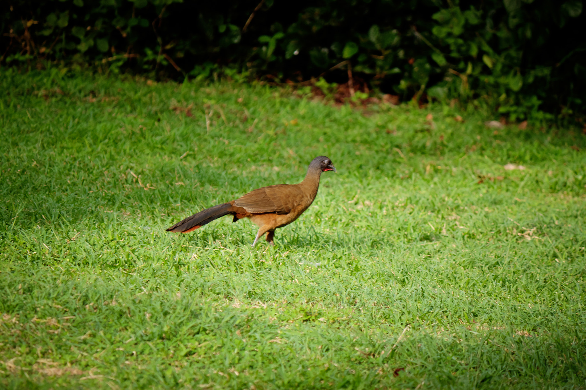 Canon EF-S 55-250mm F4-5.6 IS sample photo. Cocrico bird photography