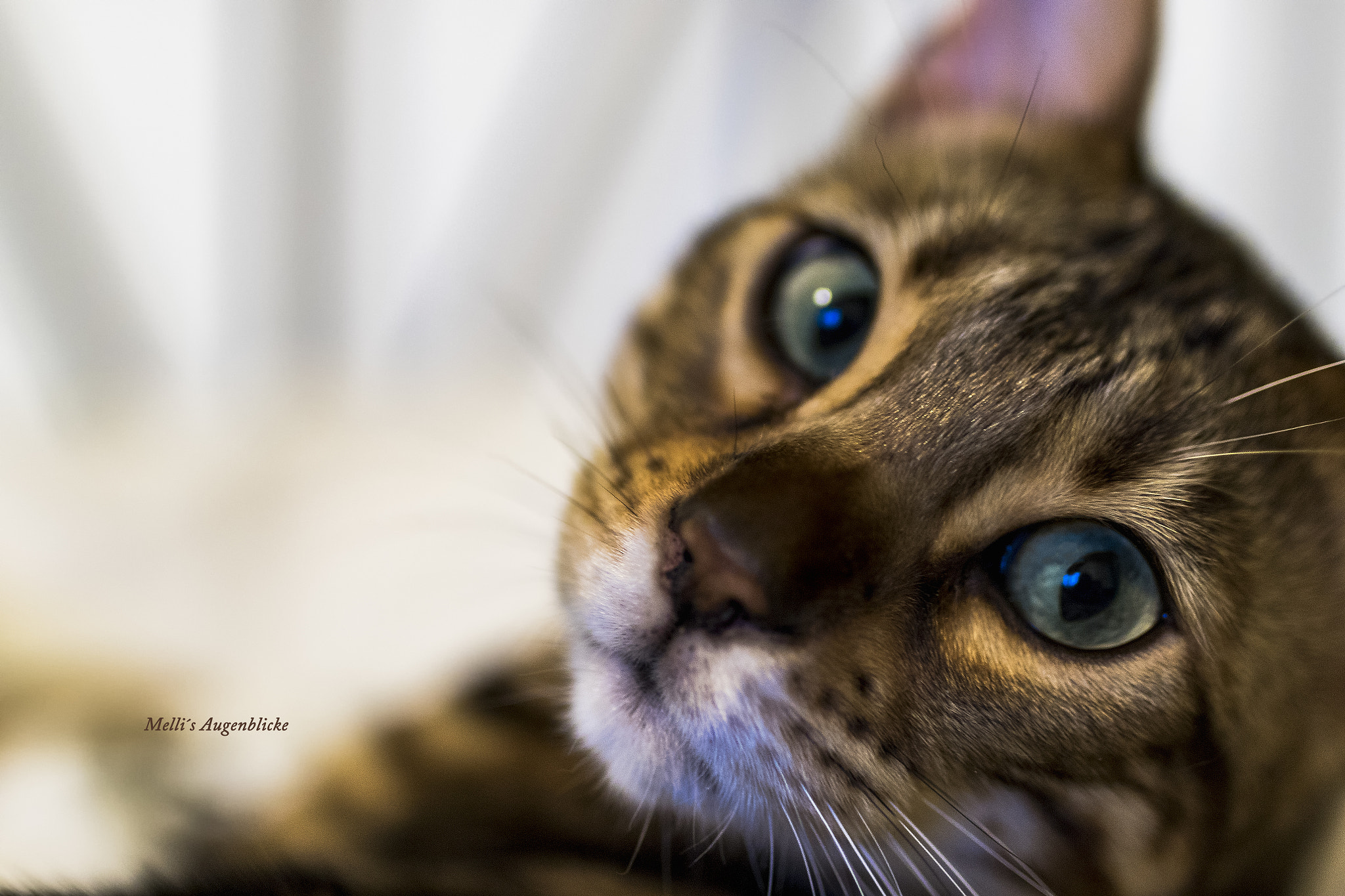Sigma 35mm F1.4 DG HSM Art sample photo. Eye of the tiger... photography