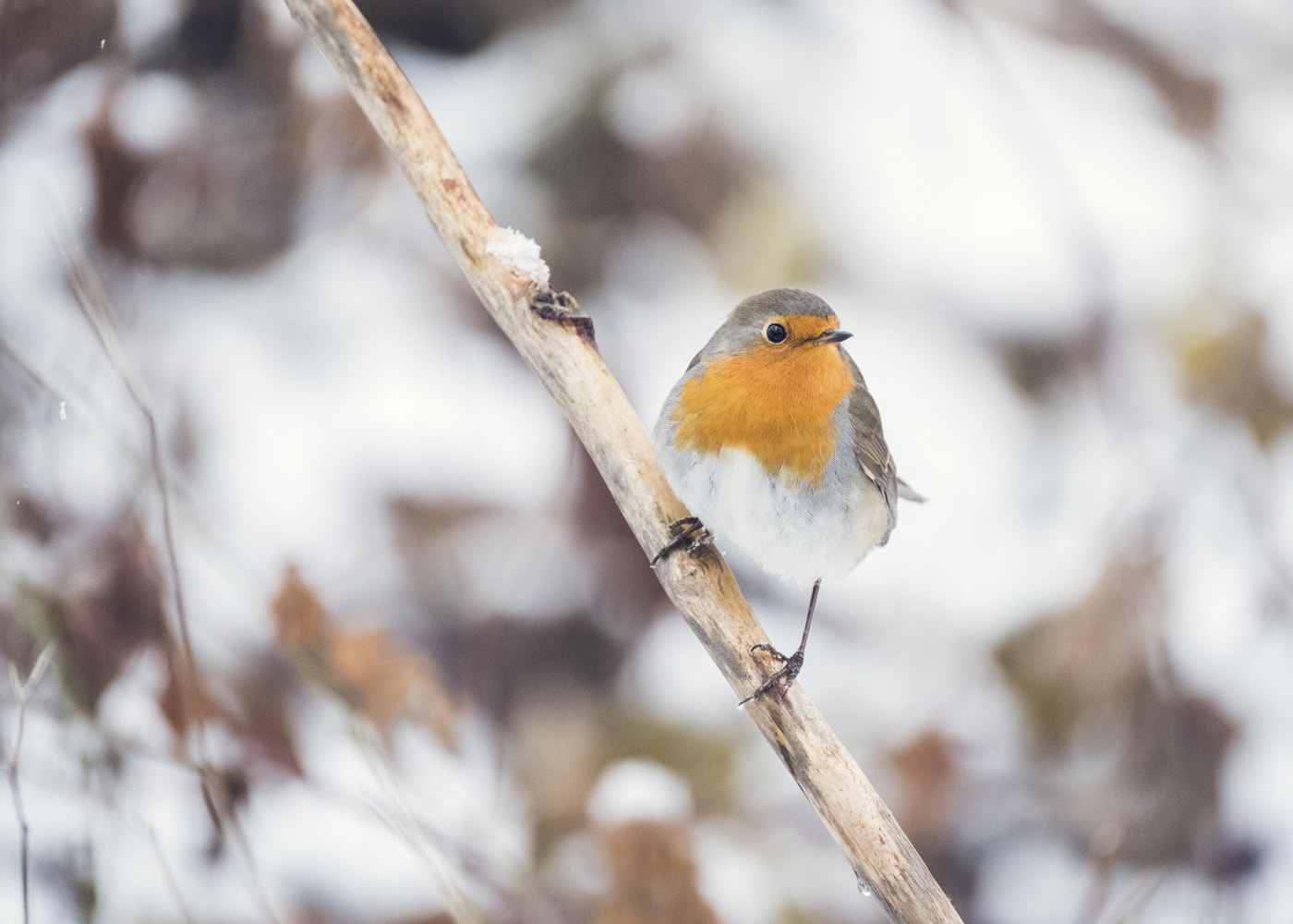 Fujifilm XF 100-400mm F4.5-5.6 R LM OIS WR sample photo. Rouge-gorge photography