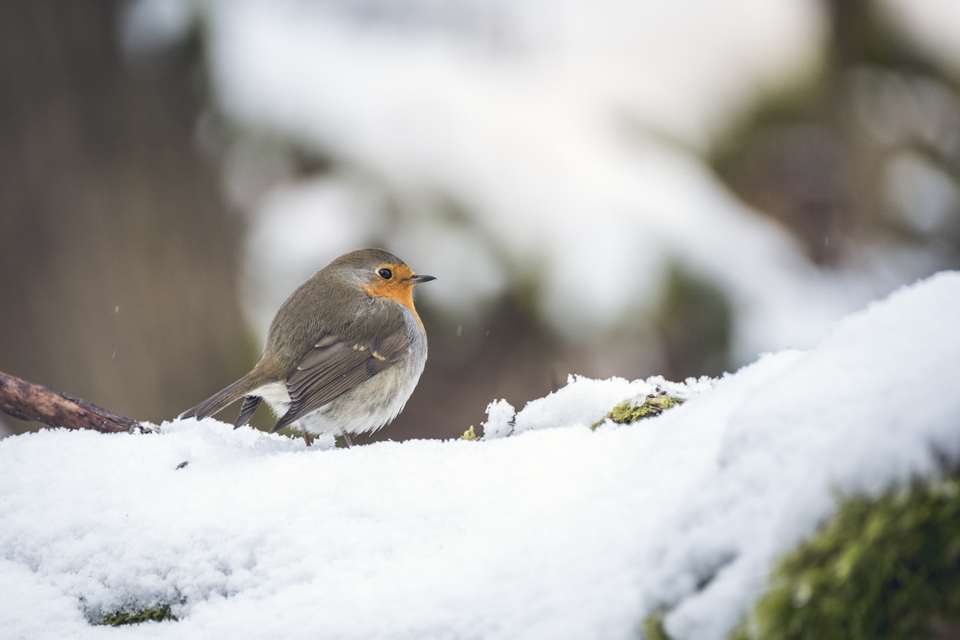 Fujifilm XF 100-400mm F4.5-5.6 R LM OIS WR sample photo. Rouge-gorge photography