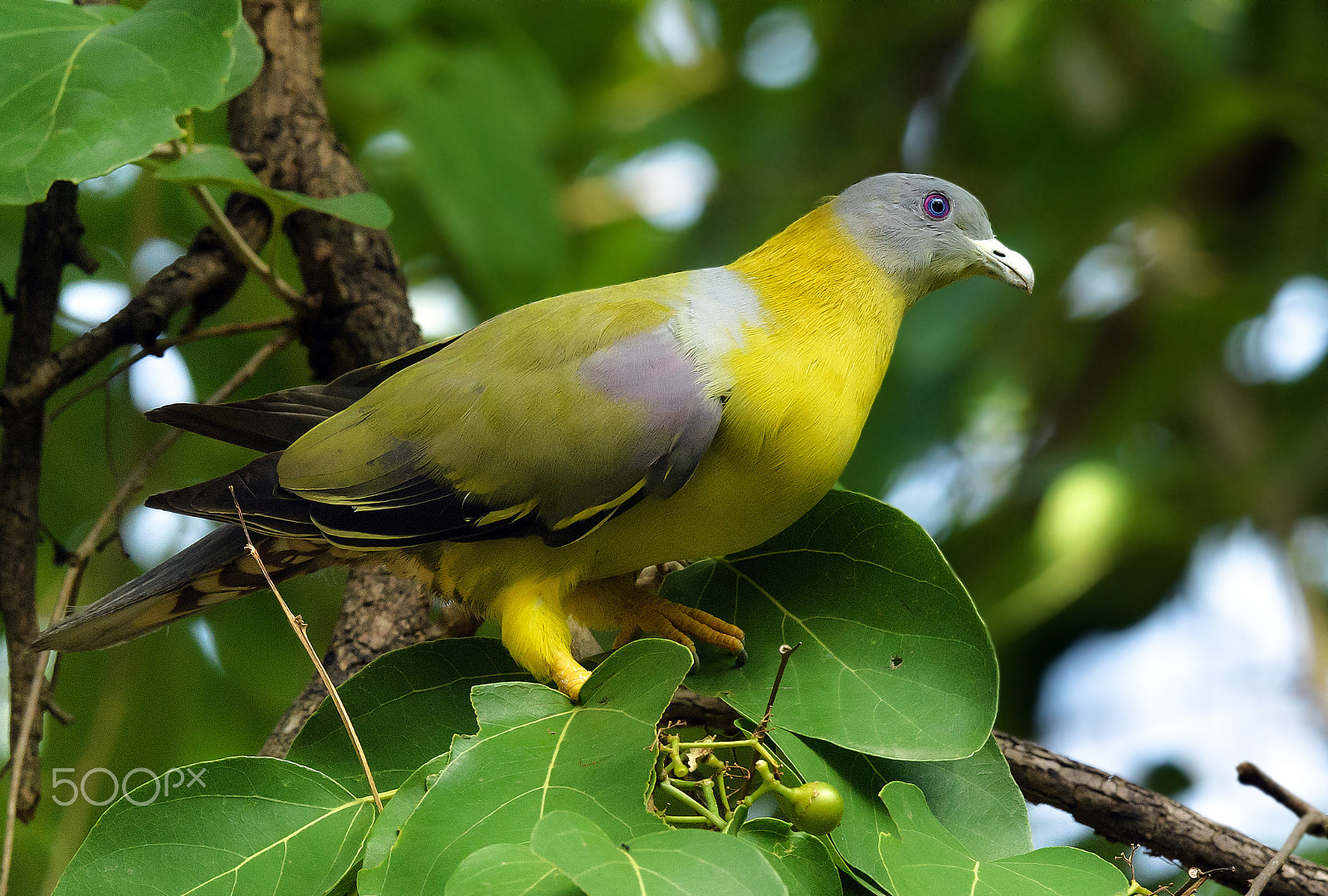 Nikon AF-S Nikkor 600mm F4E FL ED VR sample photo. Yellow footed green pigeon photography