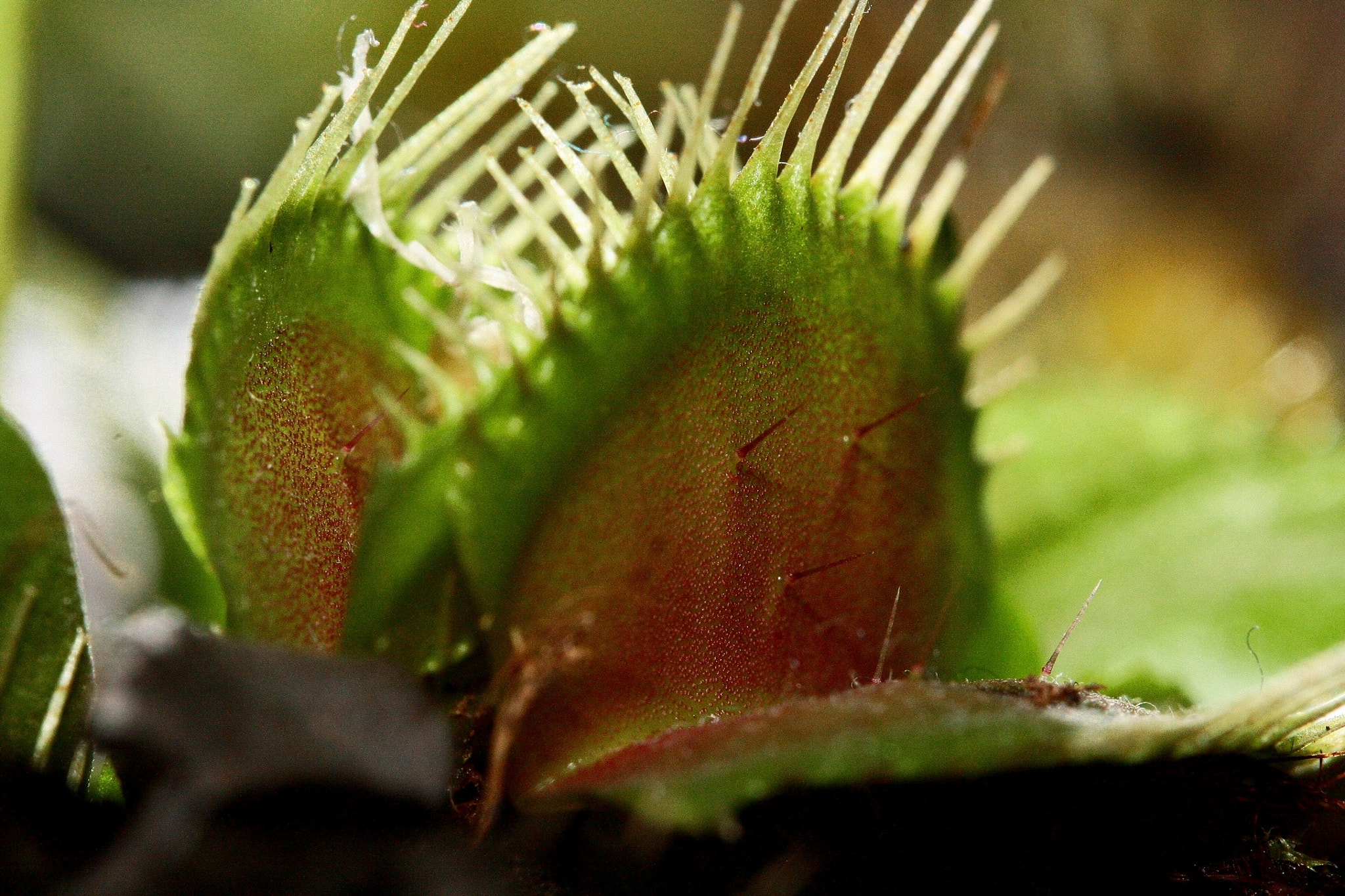 Canon EF-S 60mm F2.8 Macro USM sample photo. Dionaea muscipula photography