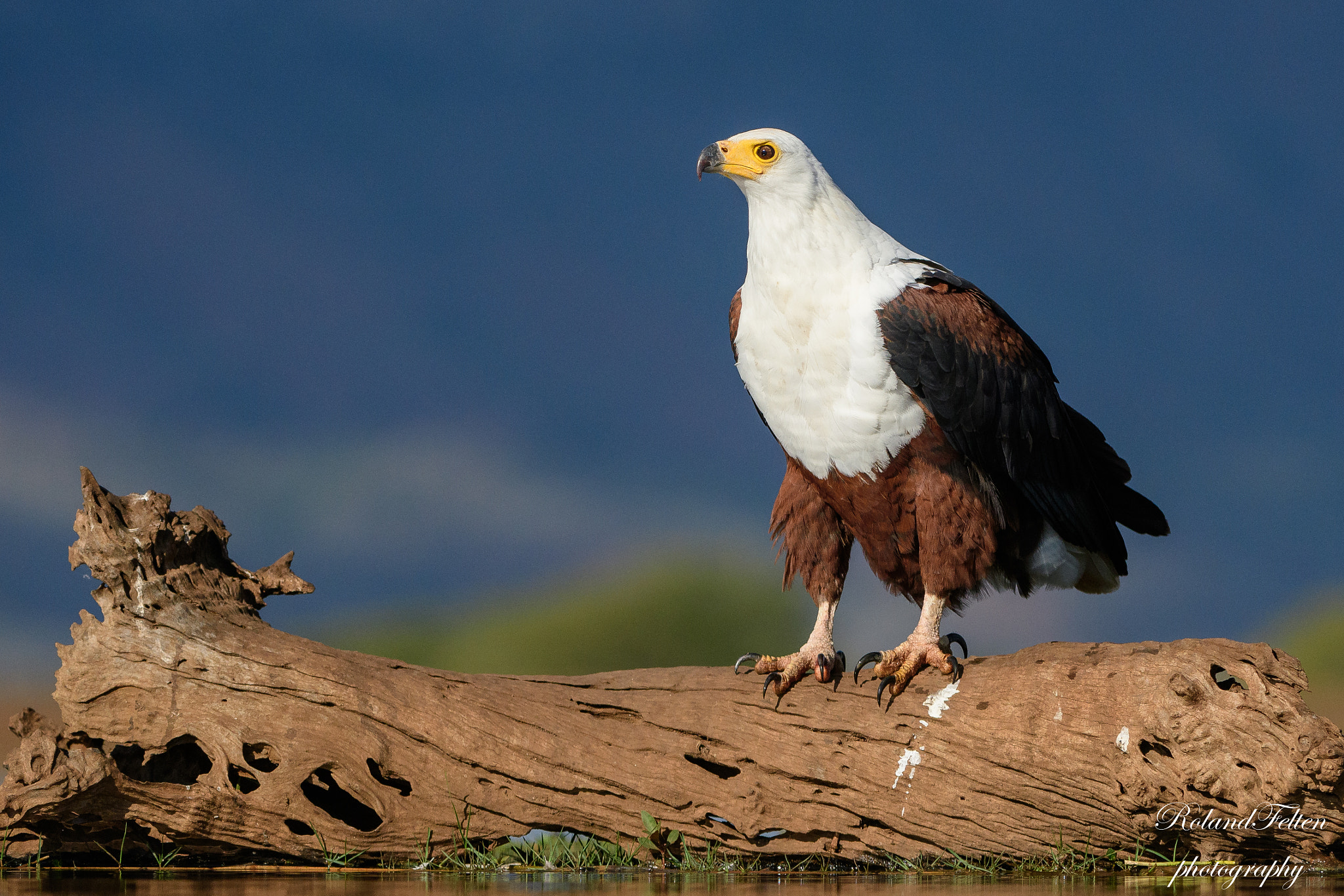 Nikon AF-S Nikkor 200-400mm F4G ED-IF VR sample photo. Proud eagle photography