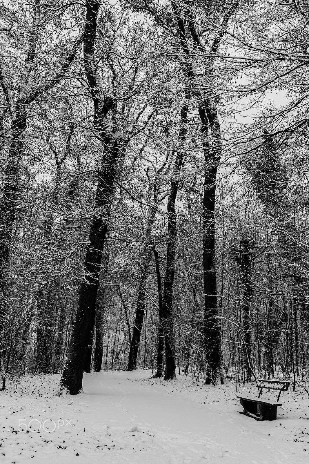 Canon EF-S 24mm F2.8 STM sample photo. Winter b&w photography
