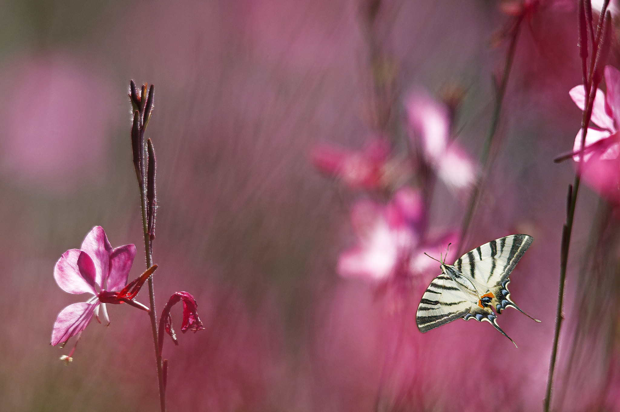 Sigma 150-500mm F5-6.3 DG OS HSM sample photo
