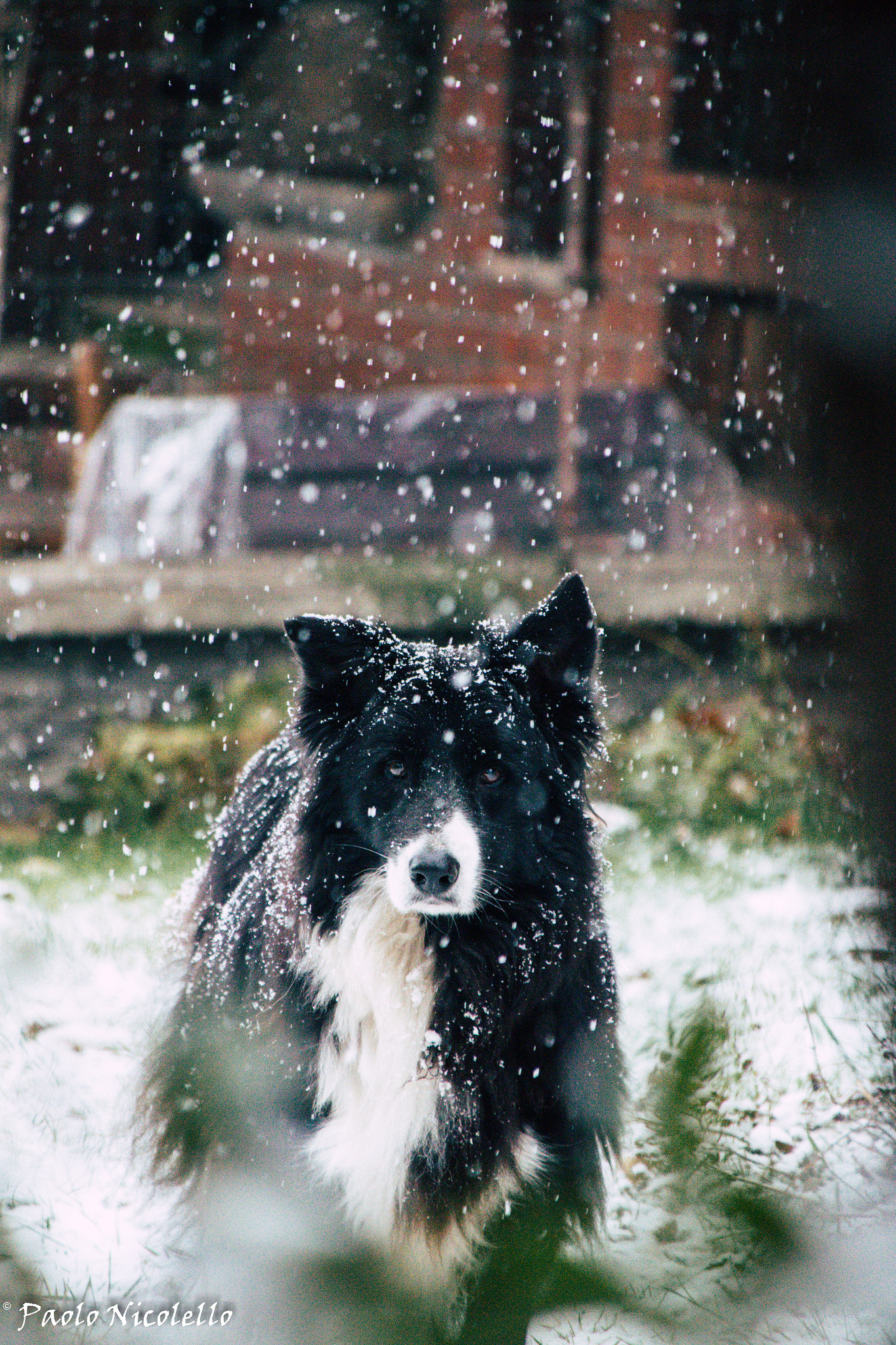 Canon EOS 70D sample photo. My dog. silver. photography