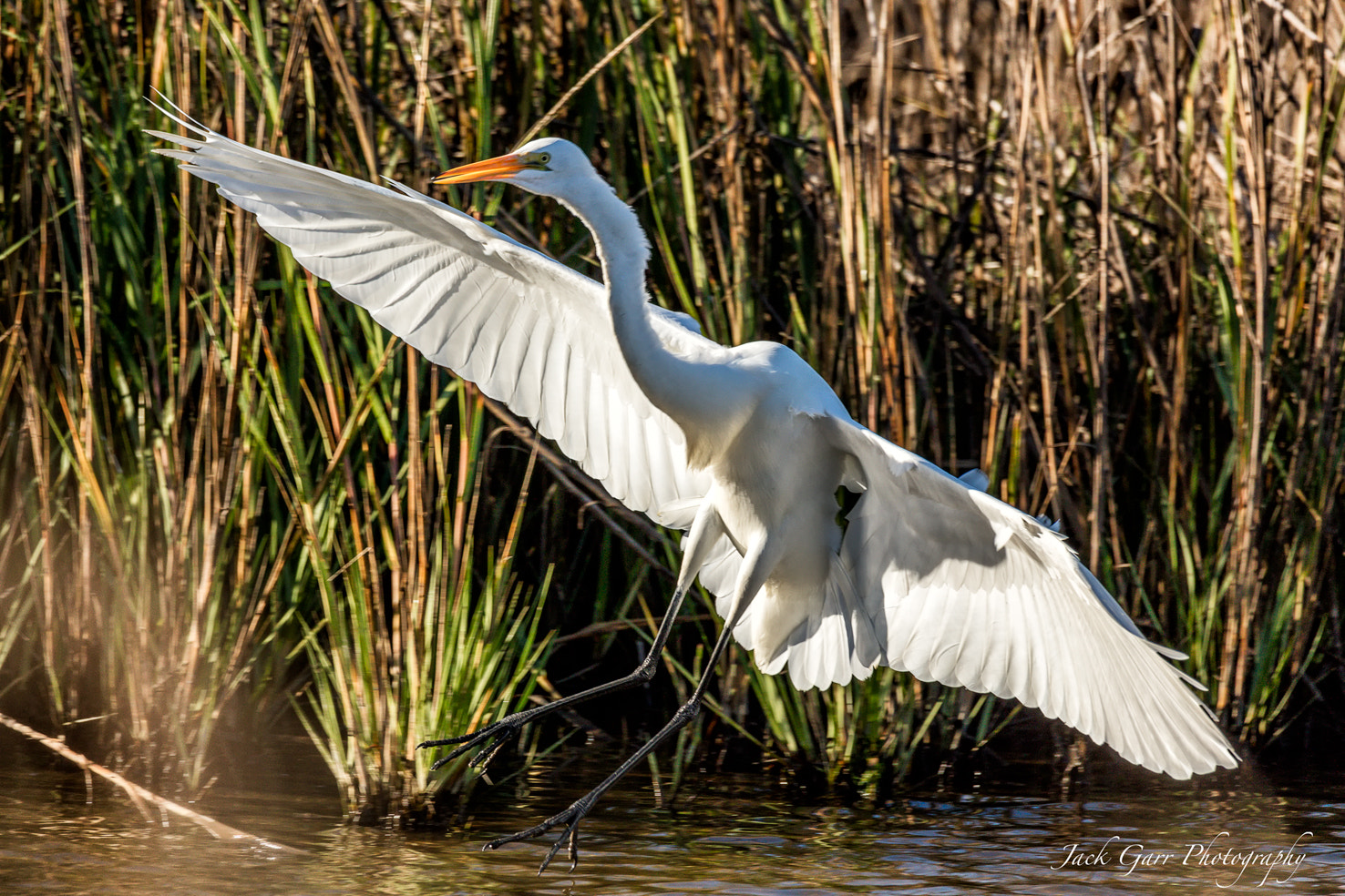 Canon EOS 5DS sample photo. Great white egret landing in grasslands photography