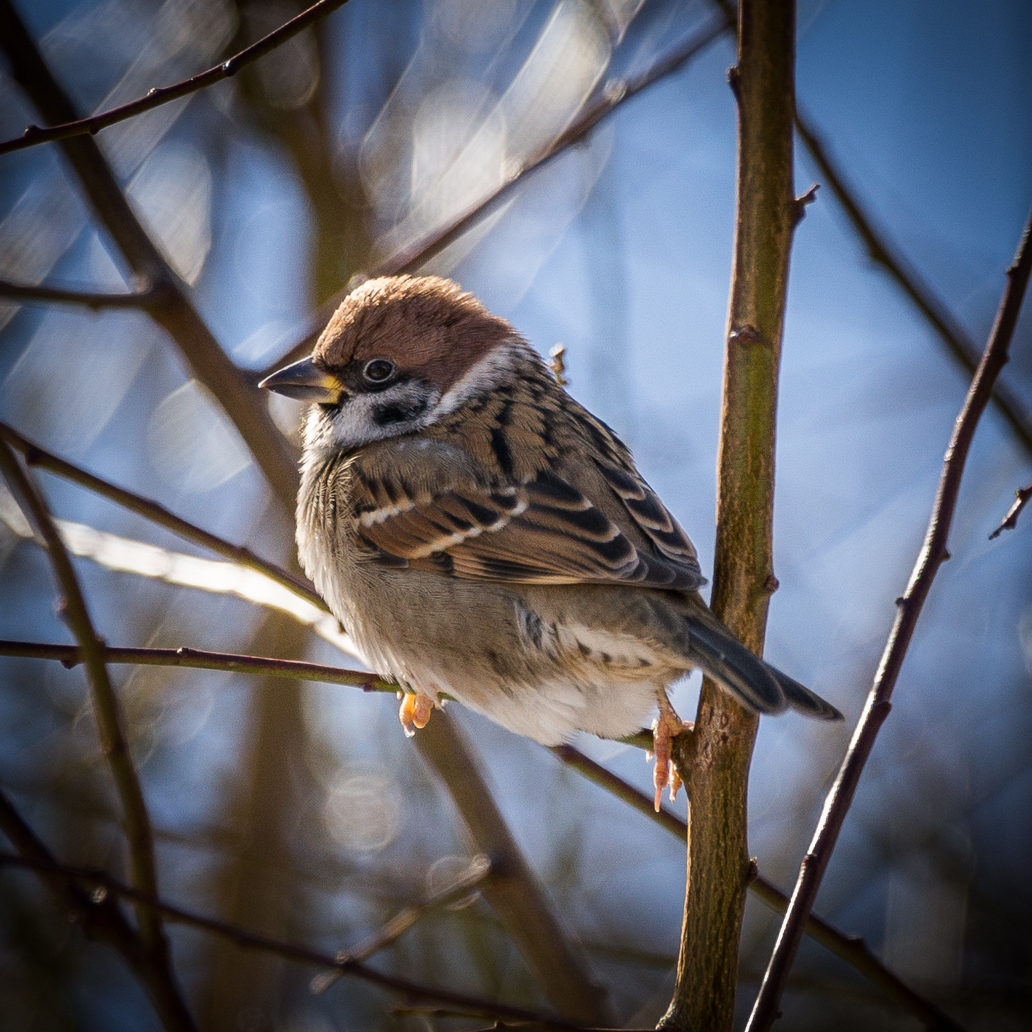 Sony a99 II + Sony 70-400mm F4-5.6 G SSM sample photo. Wintersun photography