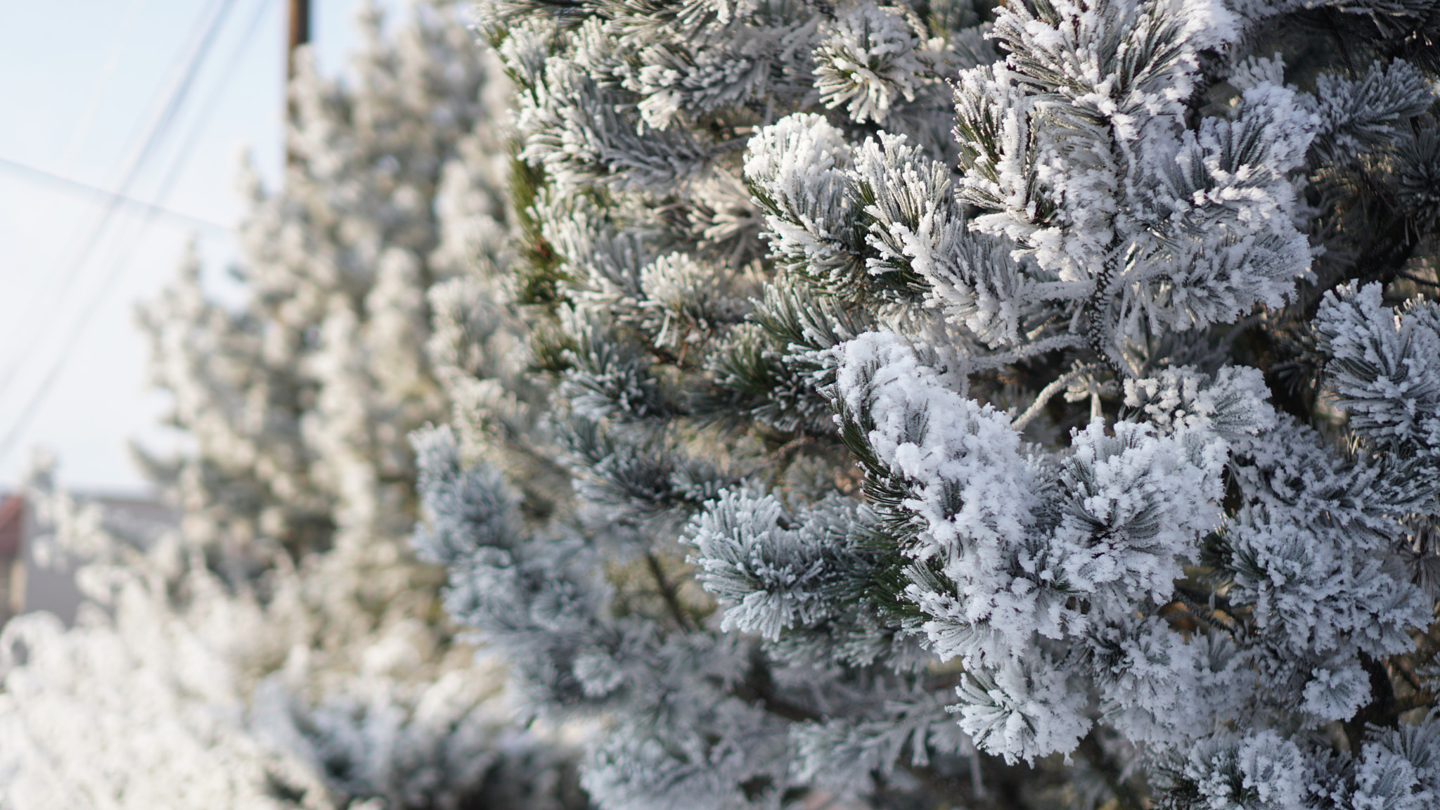 Sony a6500 + Sony E 35mm F1.8 OSS sample photo. Frozen branches photography