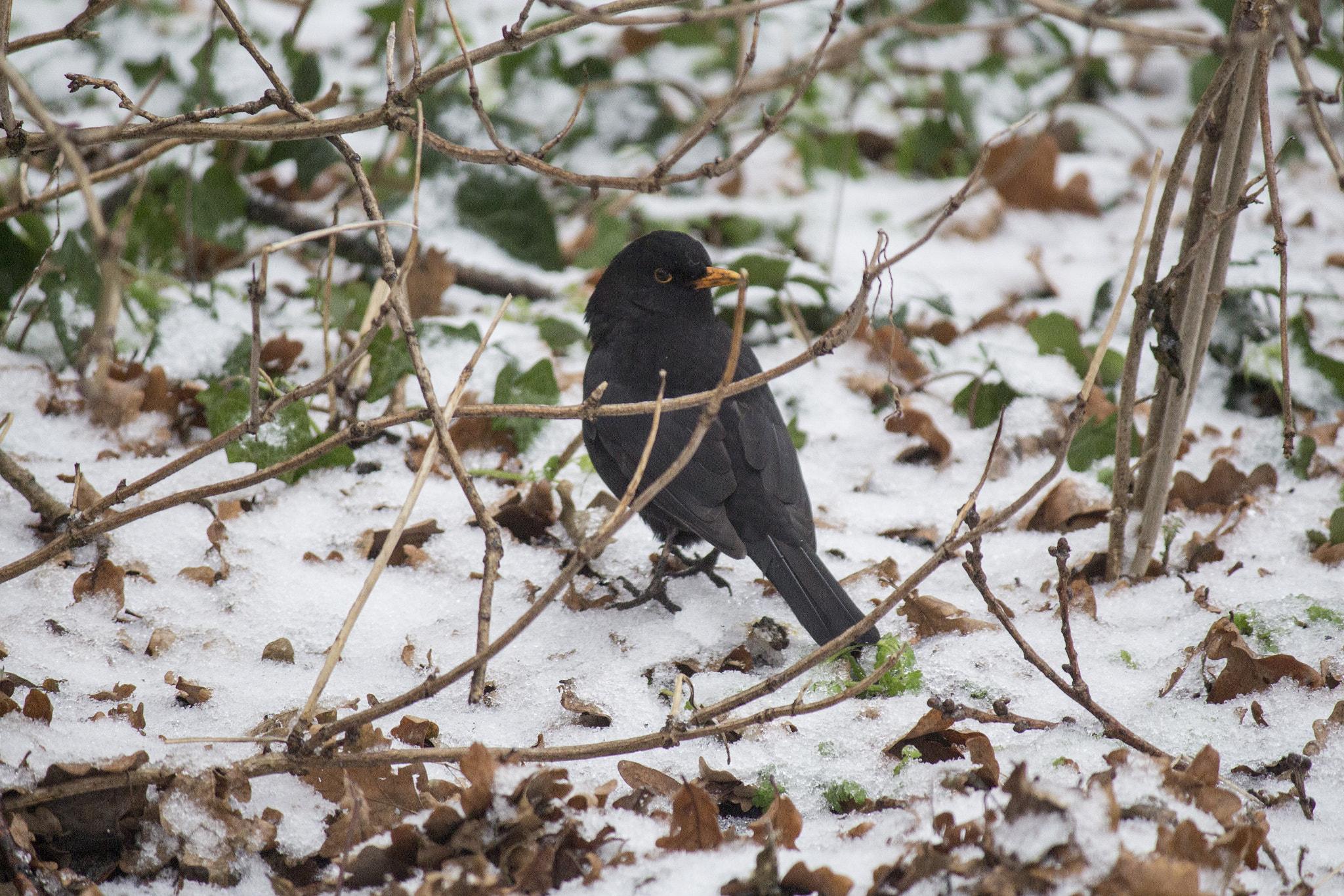 Canon EF-S 55-250mm F4-5.6 IS sample photo. Looking for worms photography