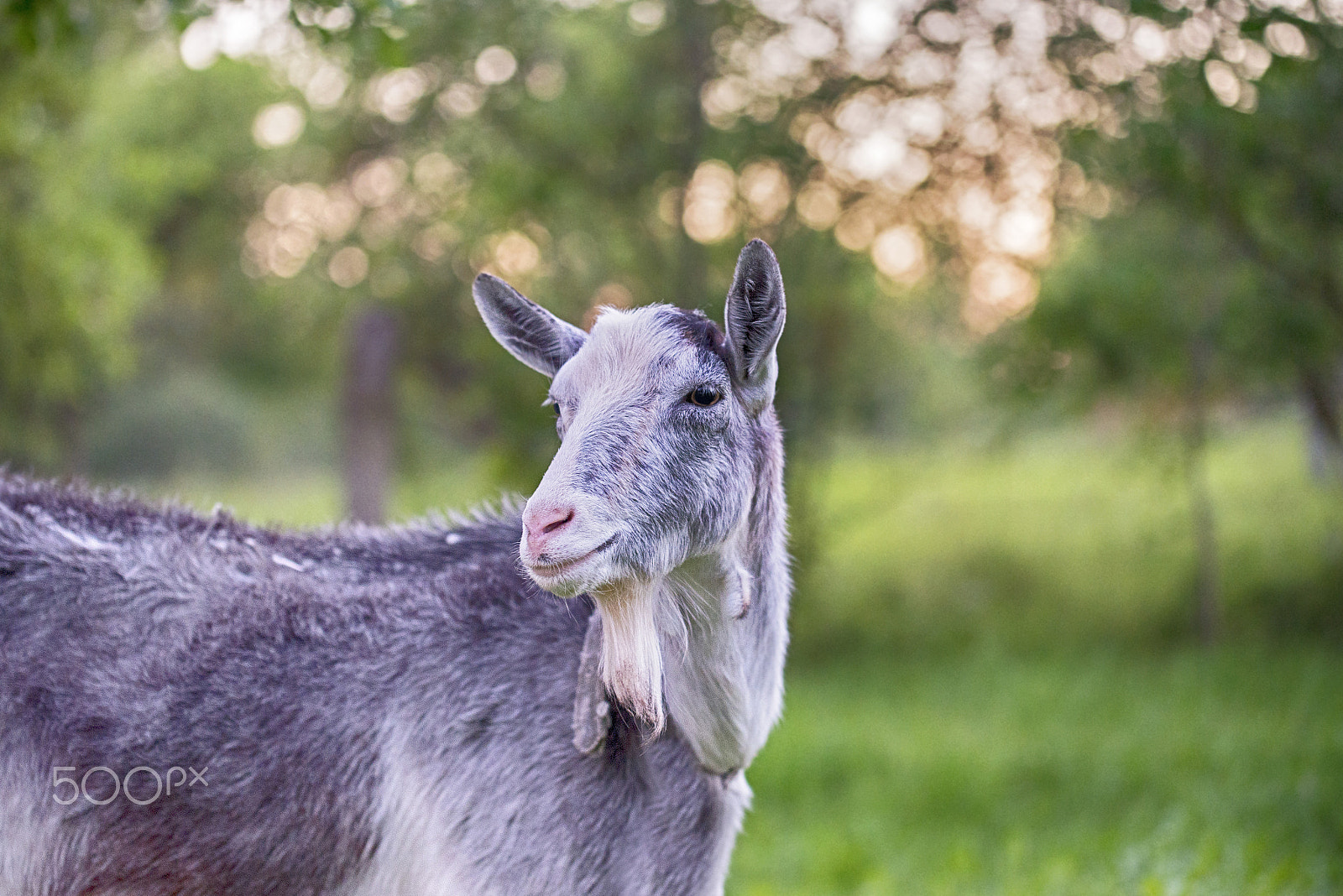 Nikon D610 sample photo. Goat outside in summer photography