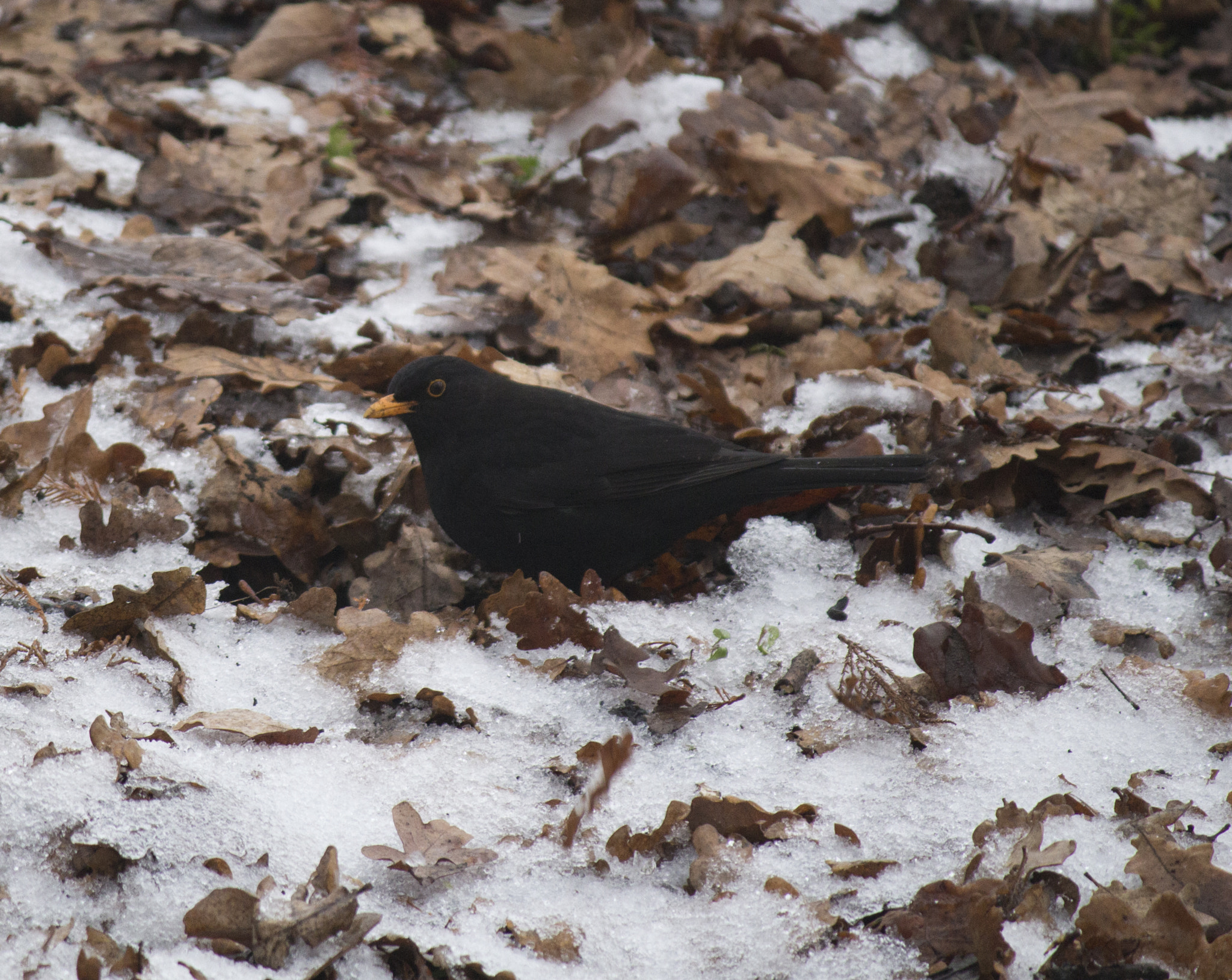 Canon EF-S 55-250mm F4-5.6 IS sample photo. Looking for worms photography