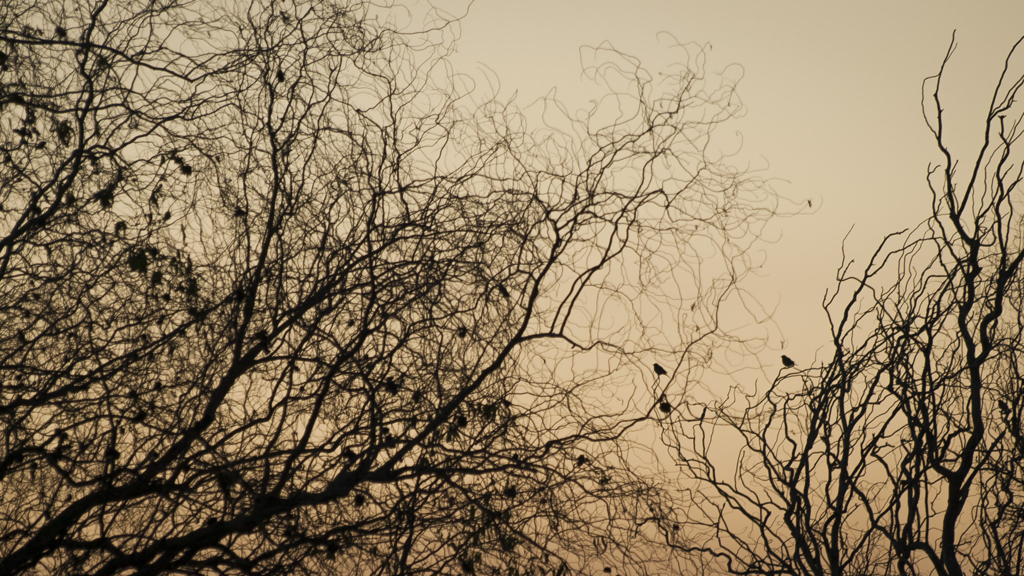 Olympus E-420 (EVOLT E-420) sample photo. Sobre los sauces...cae la tarde. photography