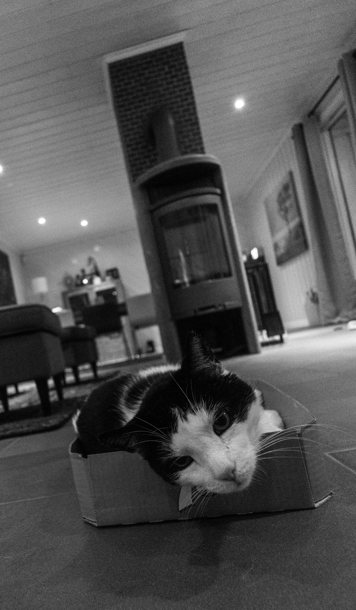 Voigtlander SUPER WIDE-HELIAR 15mm F4.5 III sample photo. House cat photography