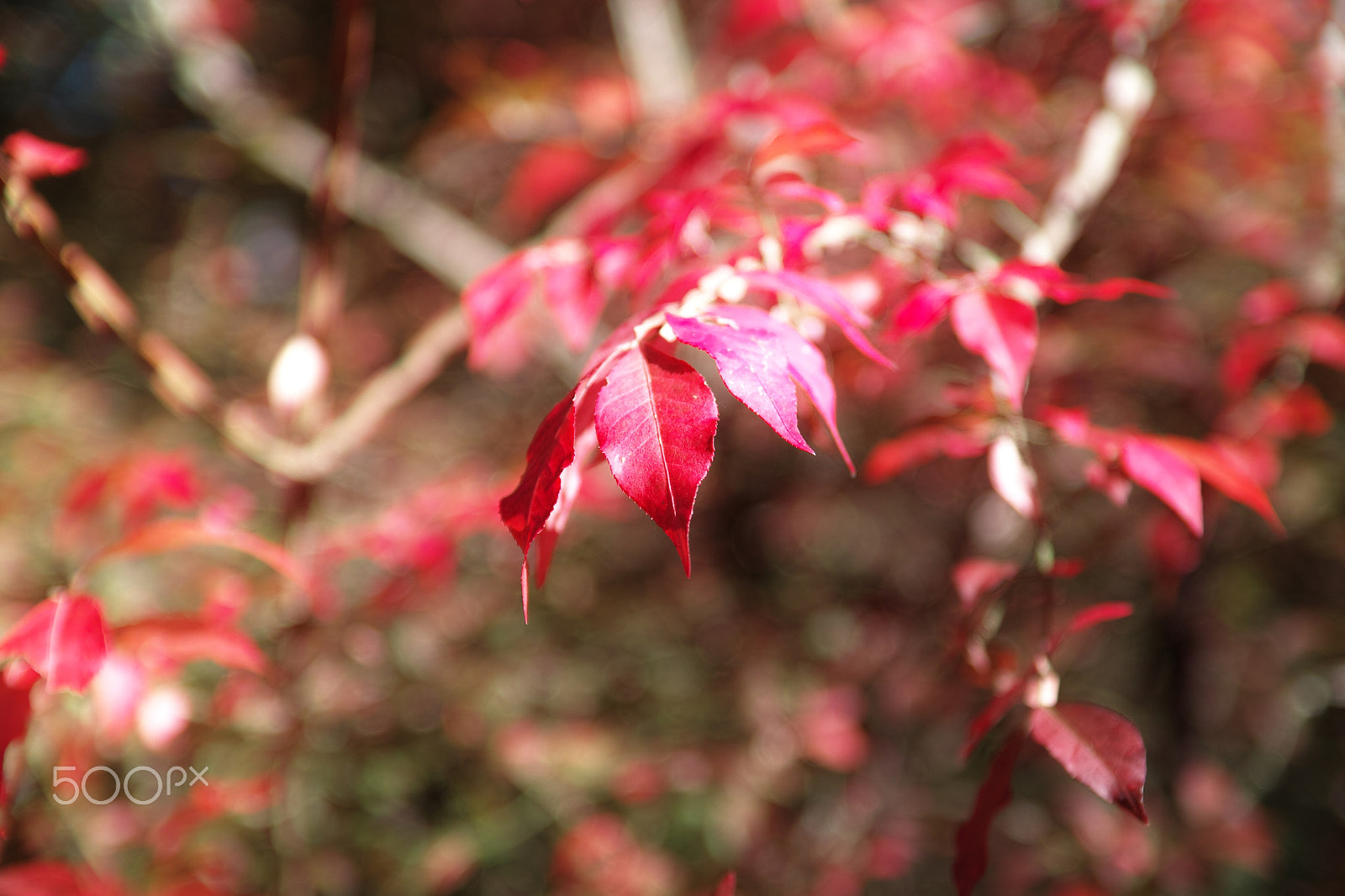 Sigma SD1 Merrill + Sigma 17-50mm F2.8 EX DC OS HSM sample photo. 秋が残る photography