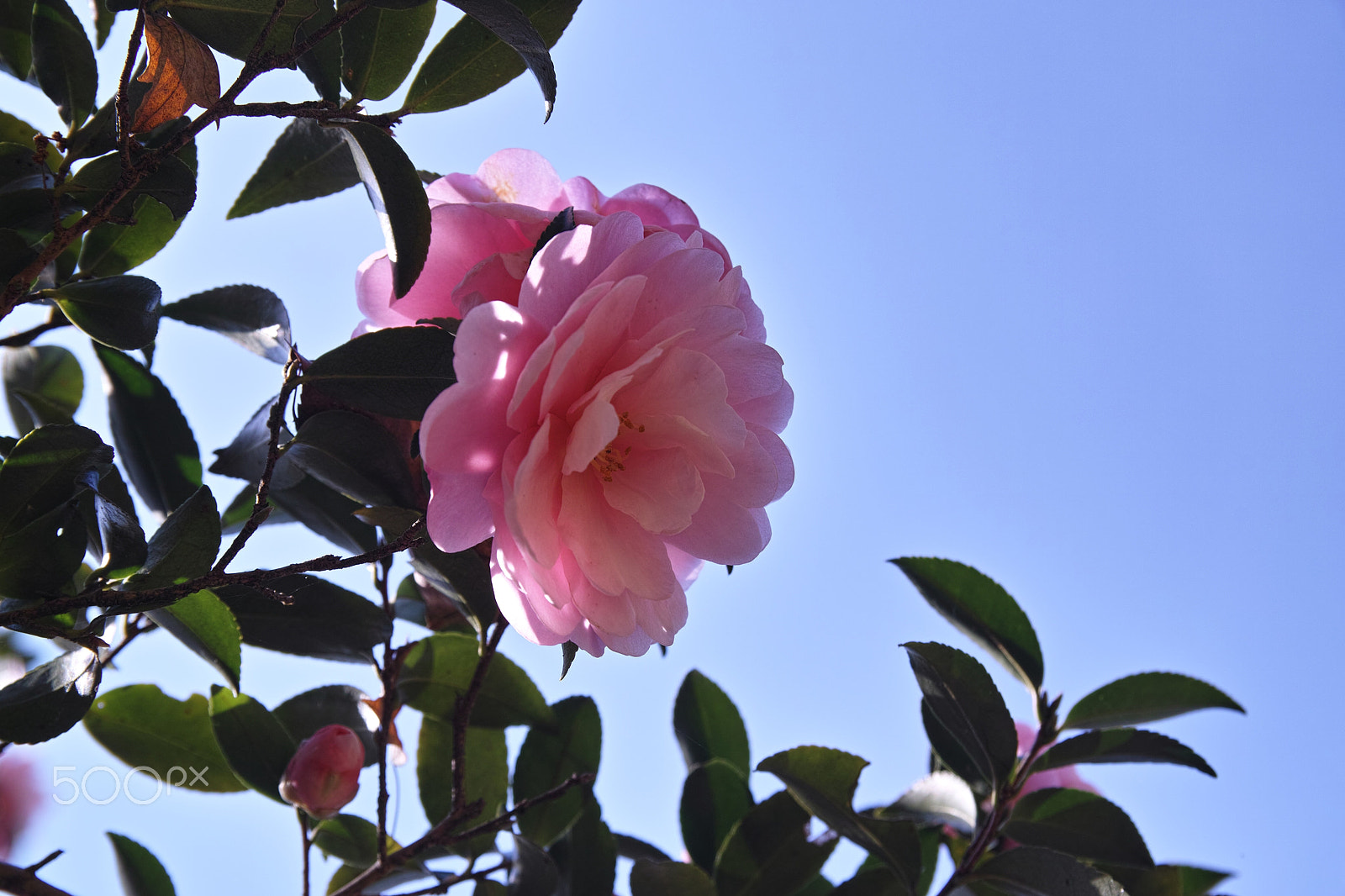 Sigma SD1 Merrill + Sigma 17-50mm F2.8 EX DC OS HSM sample photo. Sdm autumn flower photography