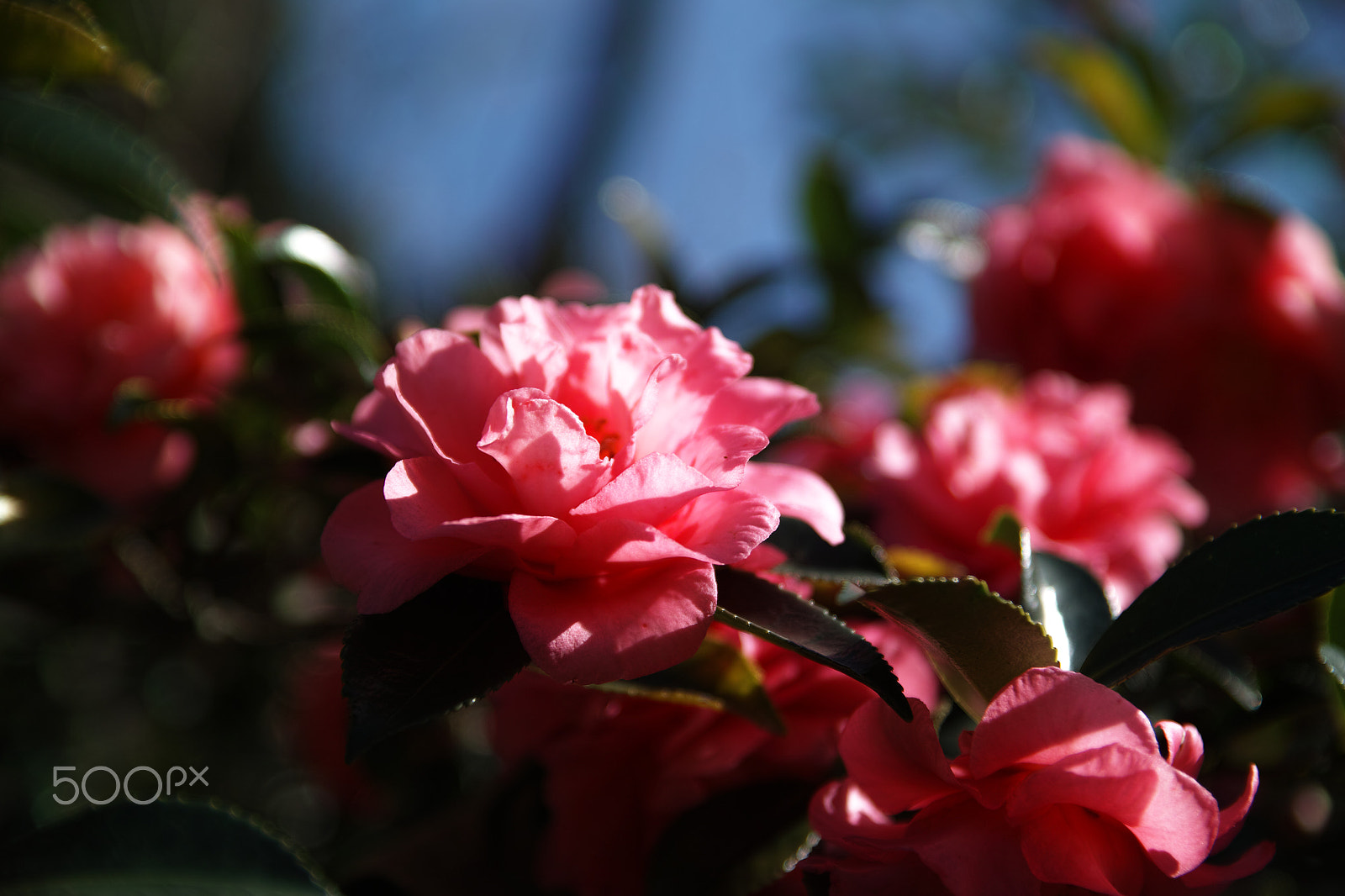 Sigma SD1 Merrill sample photo. 赤い花々（フォビオンによる） photography