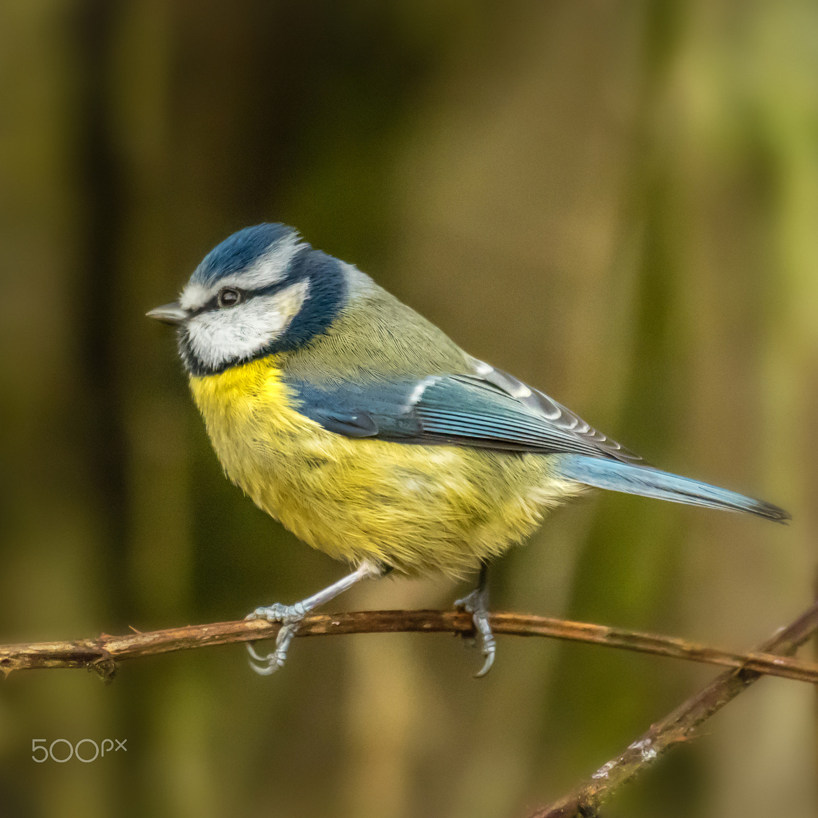 Olympus OM-D E-M5 II sample photo. Little feathered friend photography
