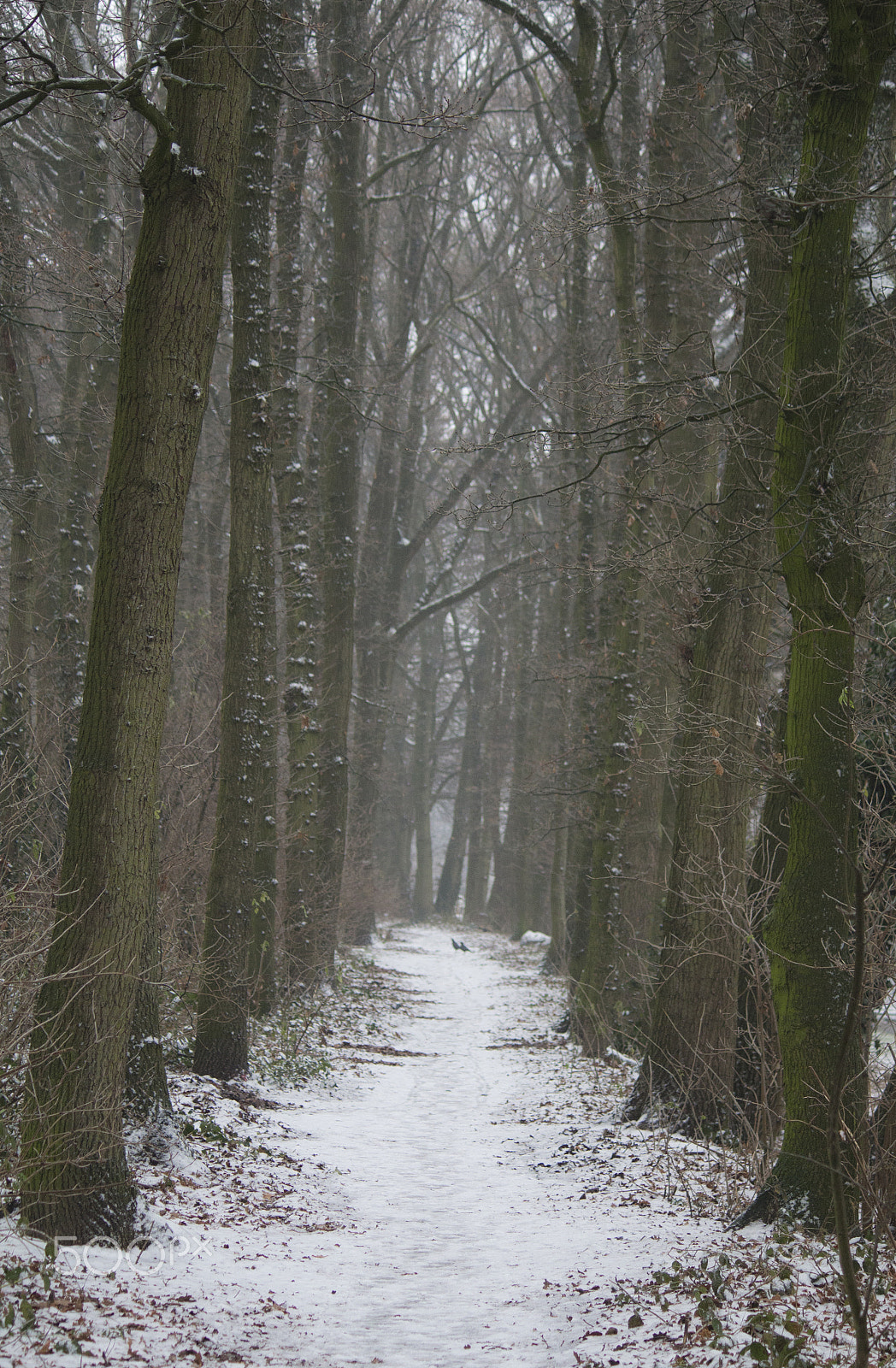 Canon EF-S 55-250mm F4-5.6 IS sample photo. Winter path photography